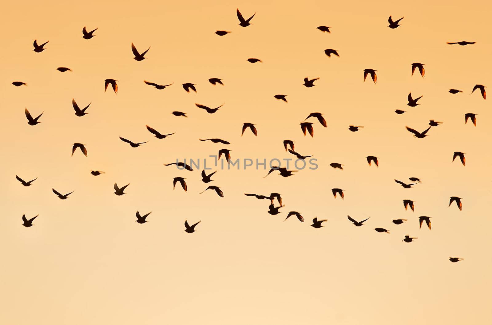 Birds flying by gufoto