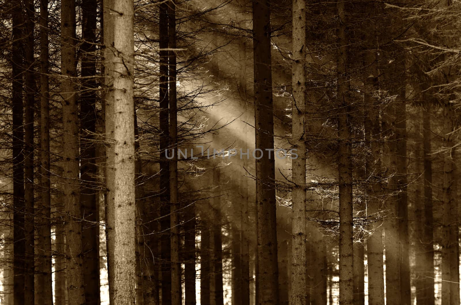 a deep forest illuminate by the sunlight