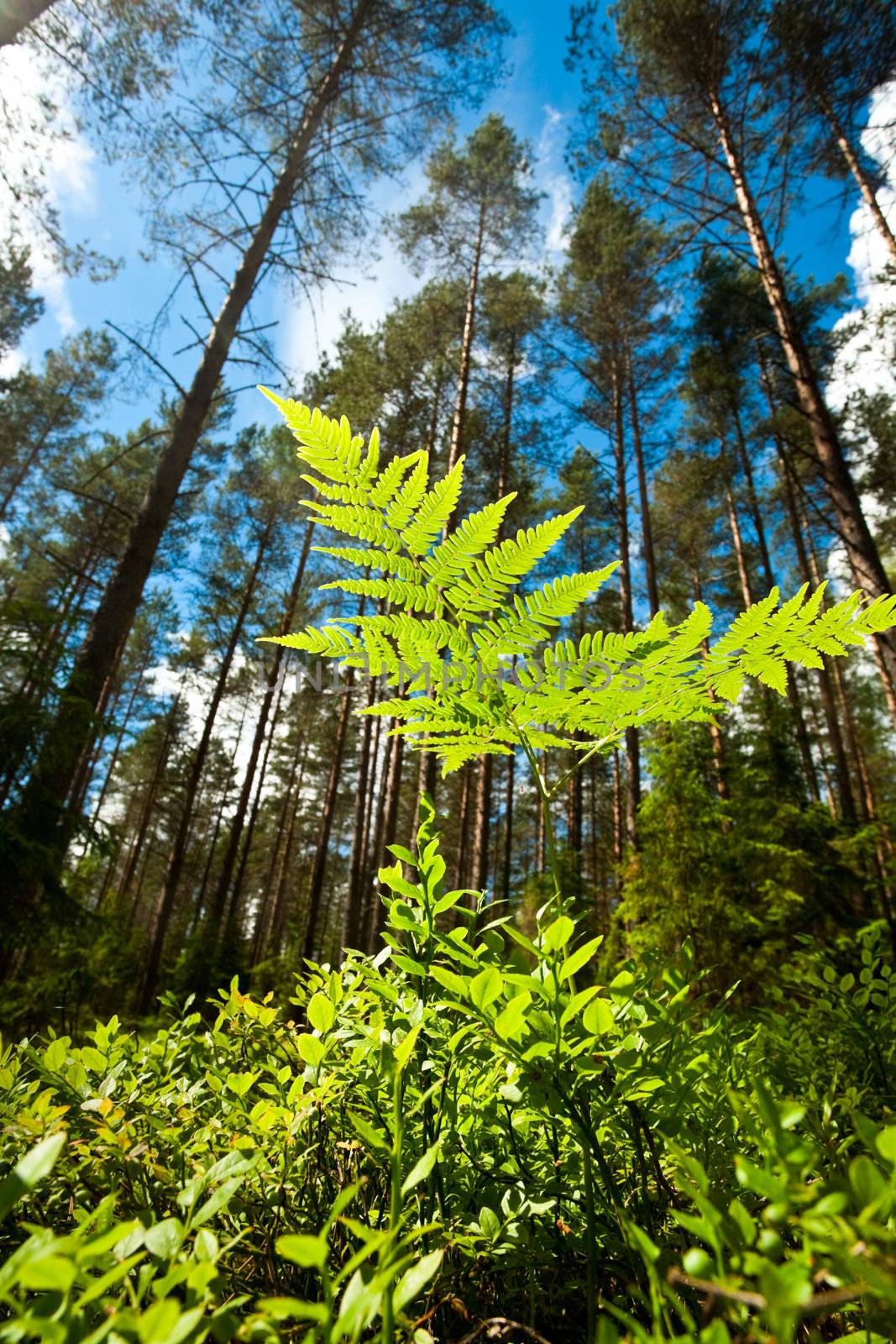 A fern at sunny summer forest