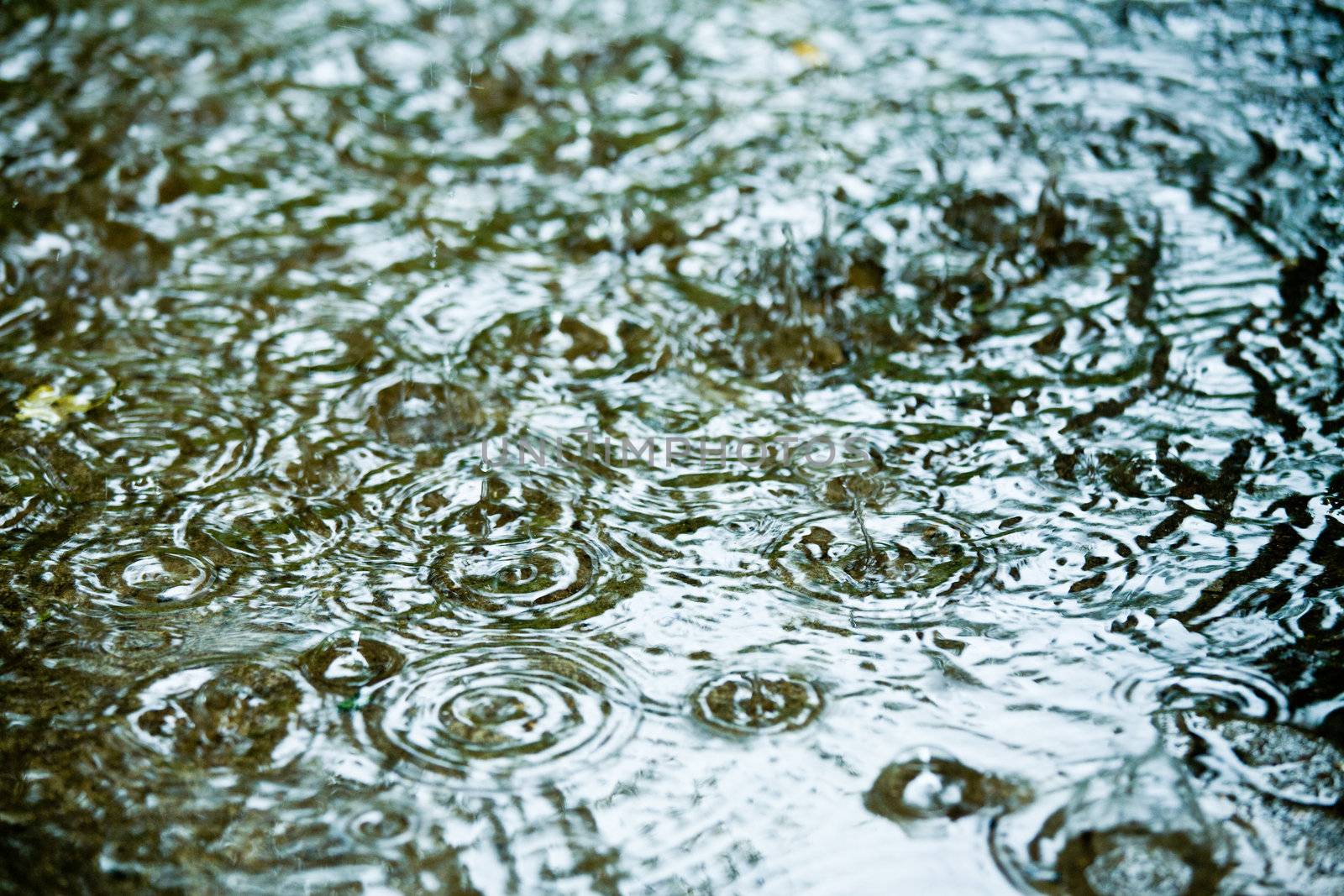 Rain drops rippling in a puddle