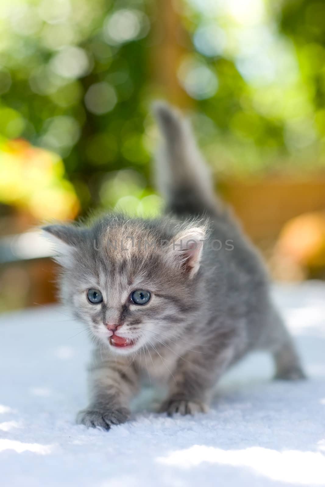 Walking kitten by naumoid