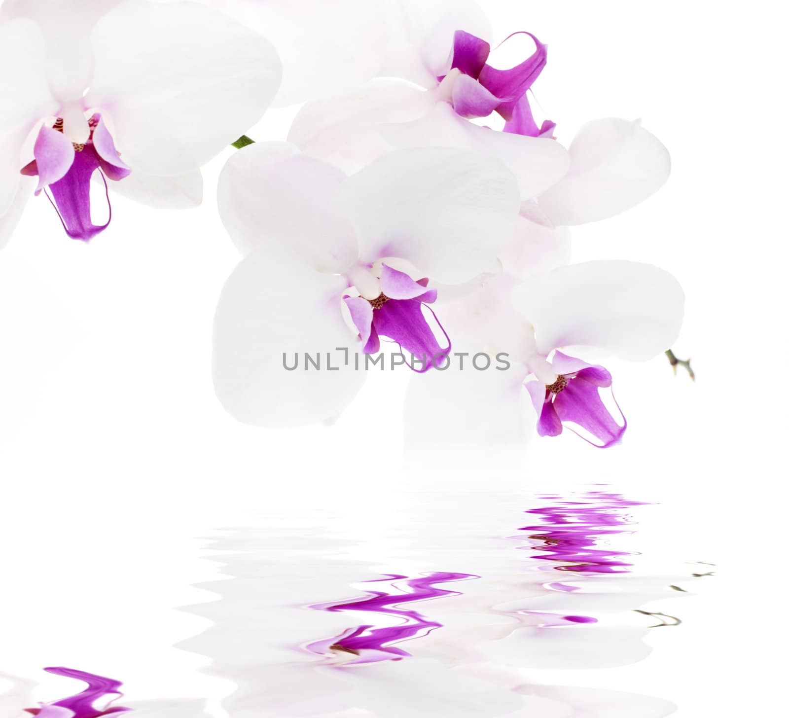 White orchid with reflection on white background