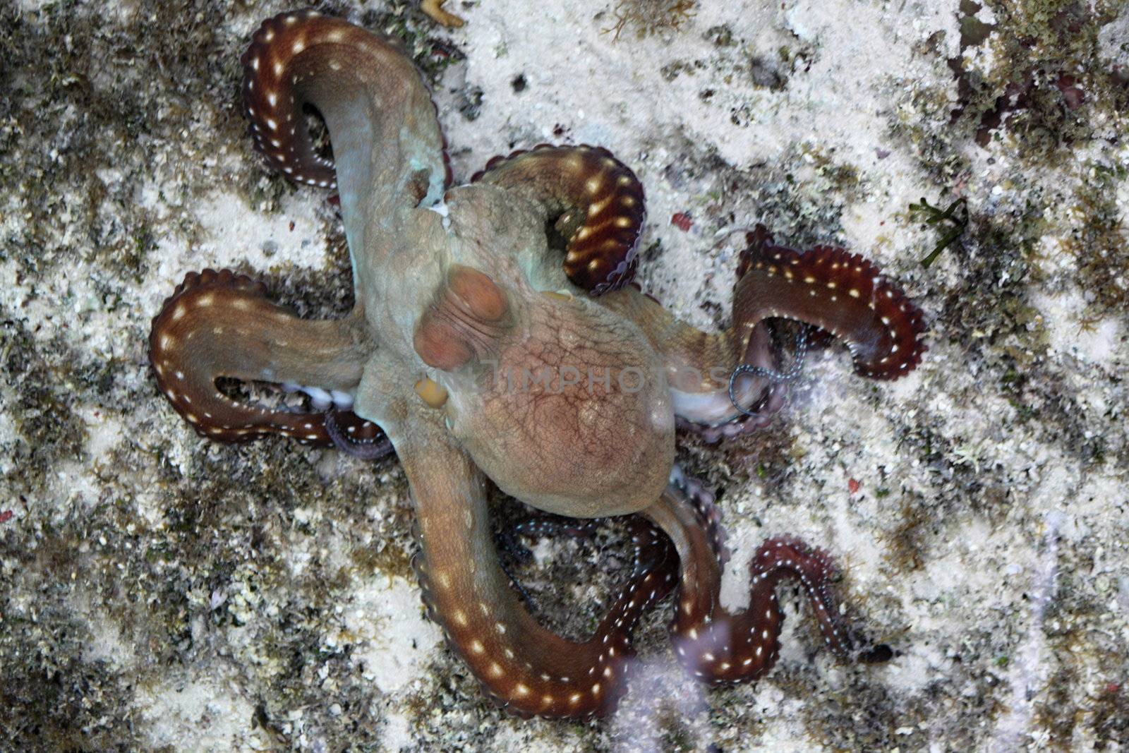 Rust-brown octopus in Red sea
