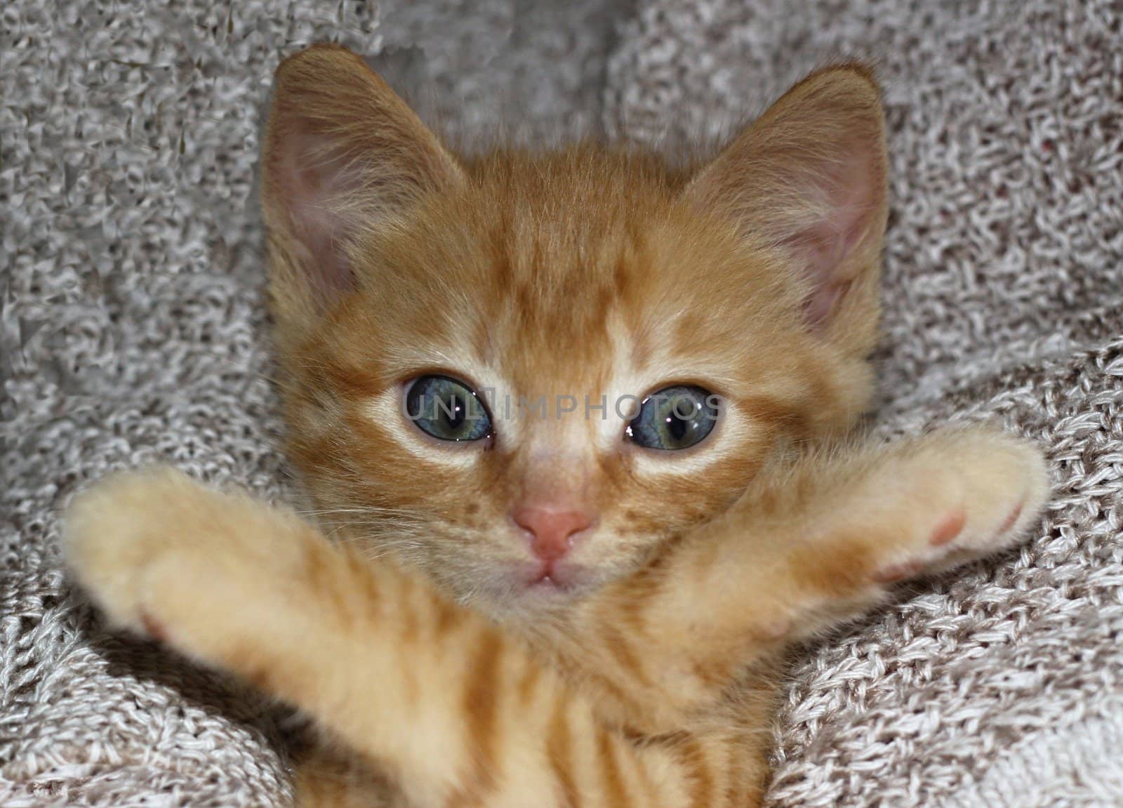 Kitten with great eyes and cross paw