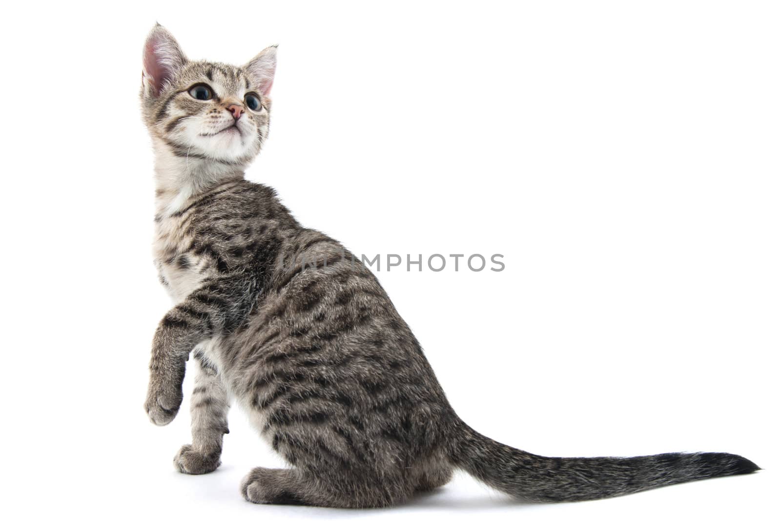 Grey striped kitten on a white background