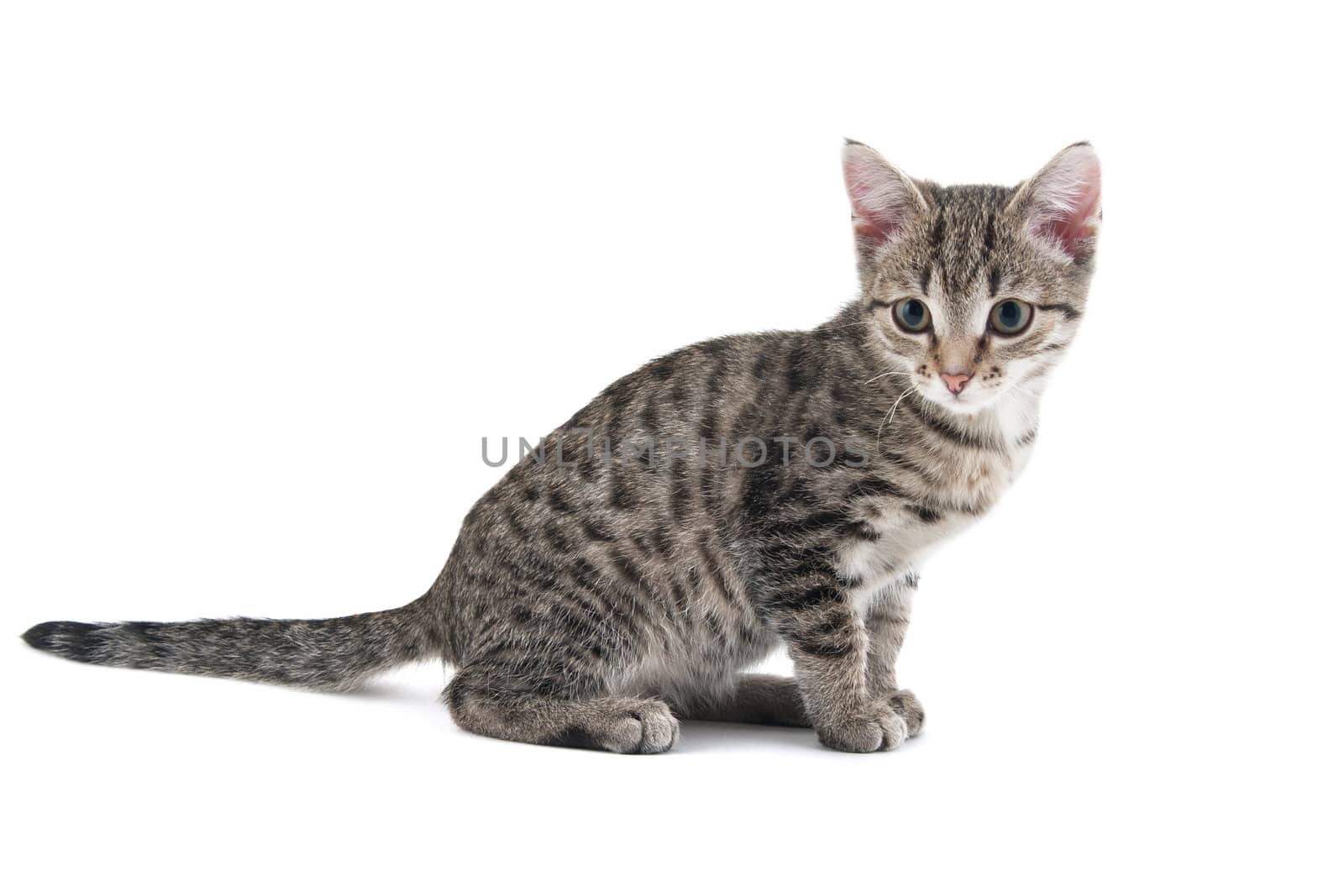 Grey striped kitten on a white background