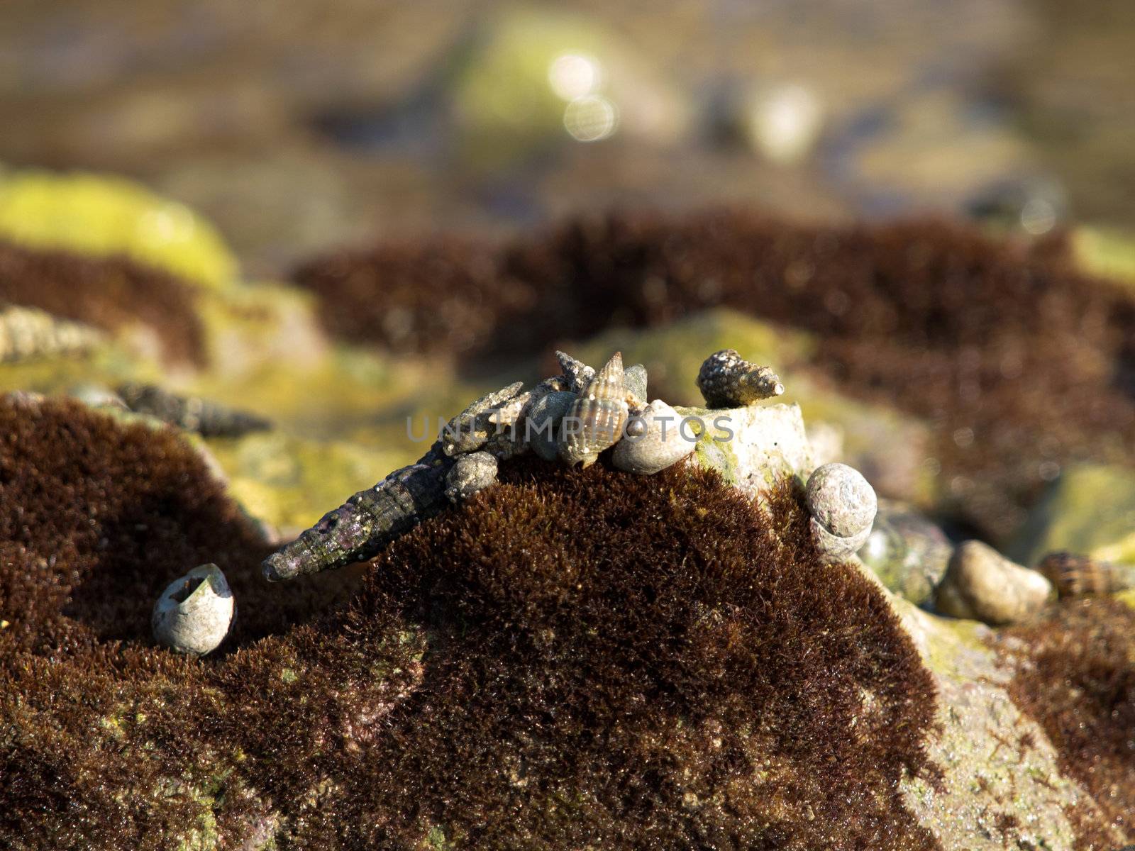 shell on the coast of the sea