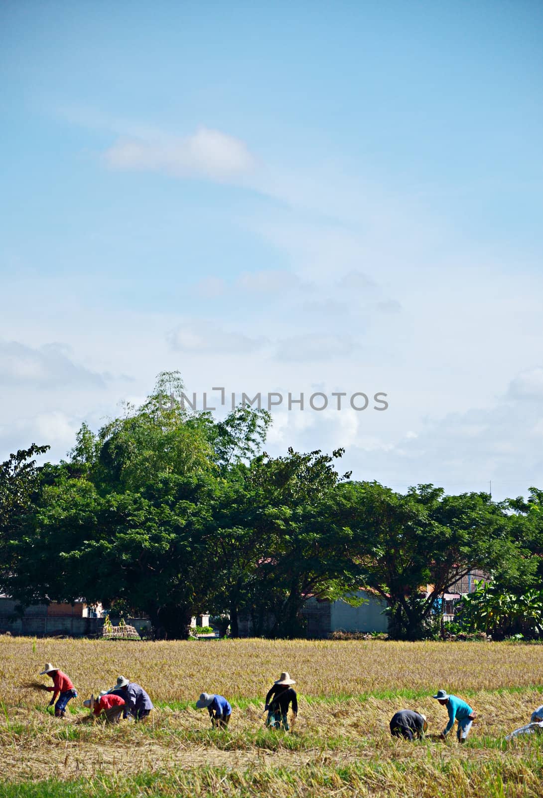 CHIANG MAI, THAILAND -3 NOVEMBER : Unidentified villagers gathered together to help harvest the rice on November 3, 2012 in Chaing Mai, Thailand.