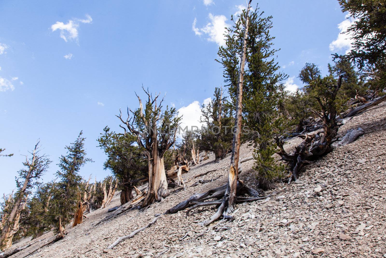 Ancient Bristlecone Pine Forest is high in the White Mountains in Inyo County in eastern California.