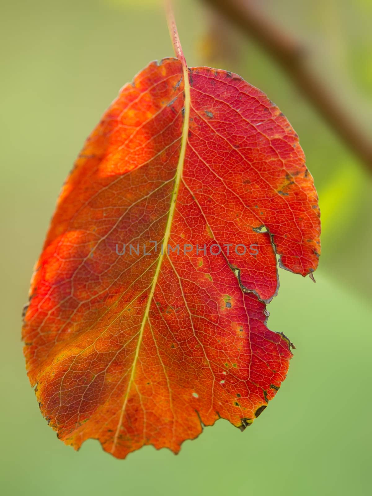 red leaf by nevenm