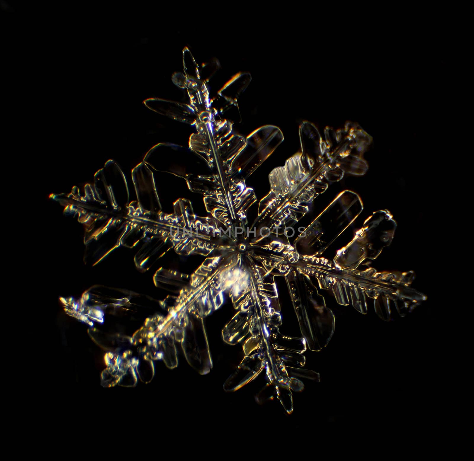 Snowflake under a microscope on the black background
