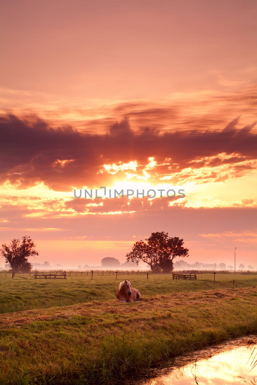 relaxing horse on Dutch pasture at colorful sunrise