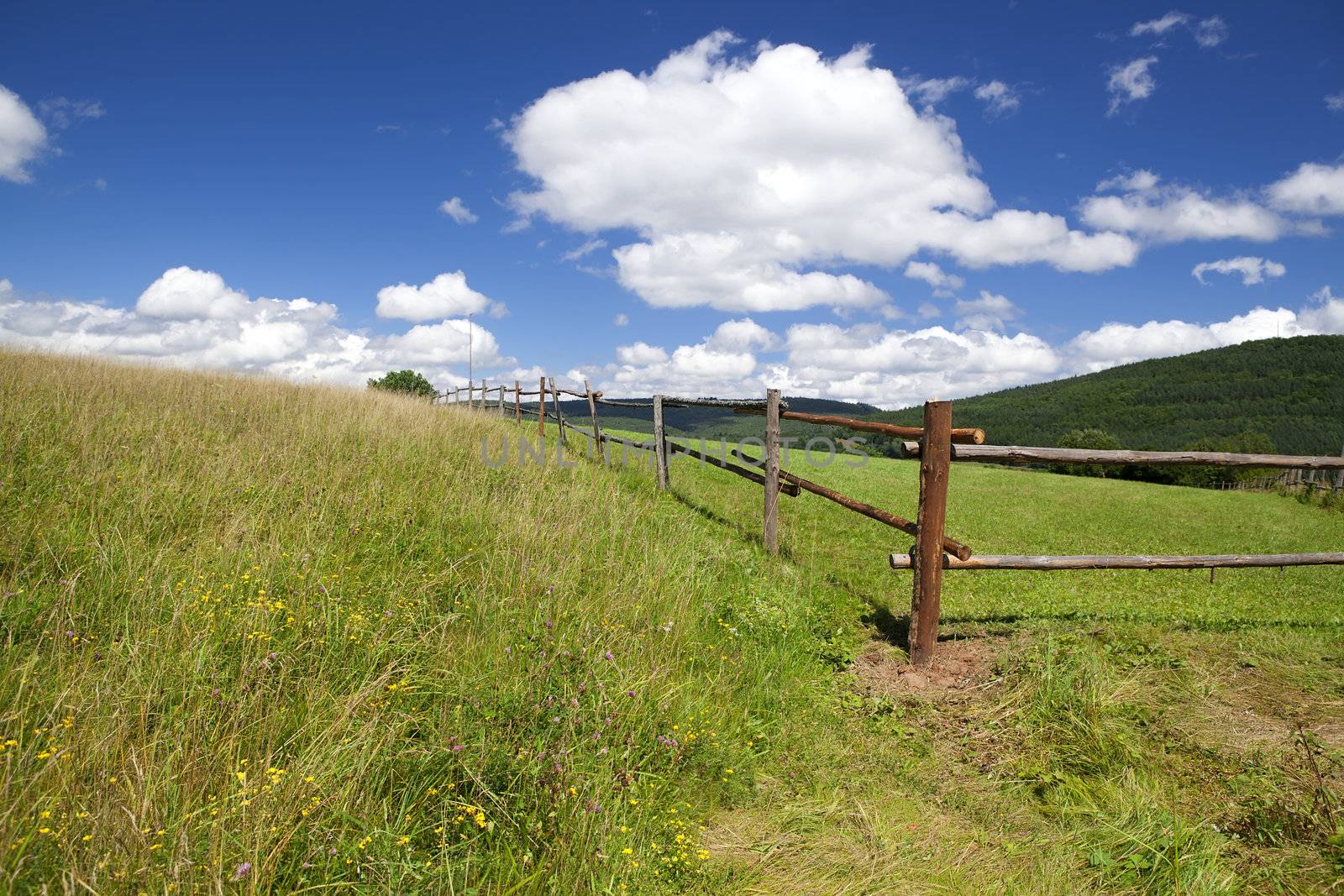 wooden fence on green summer pastoral by catolla