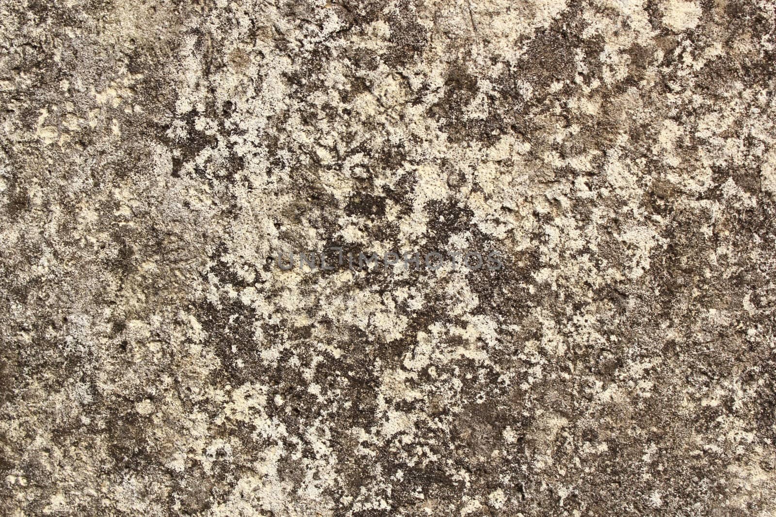 texture of old cement with lots of lichens on it