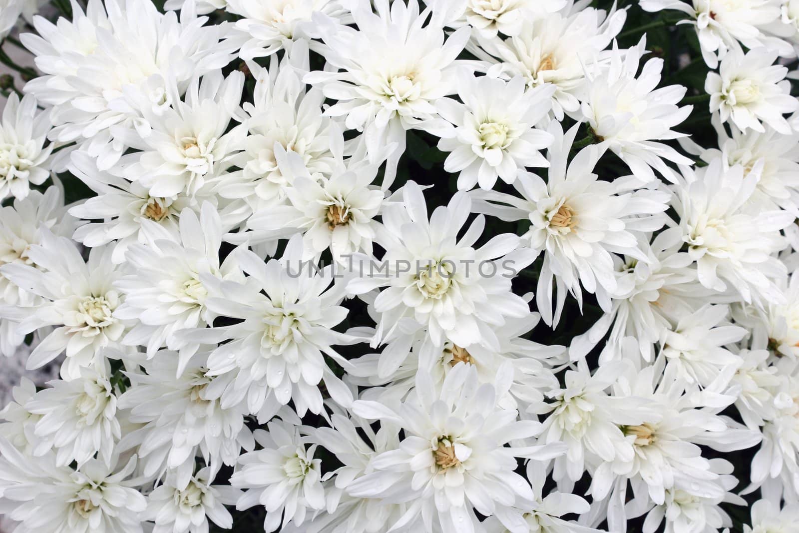 white mums bouquet by taviphoto