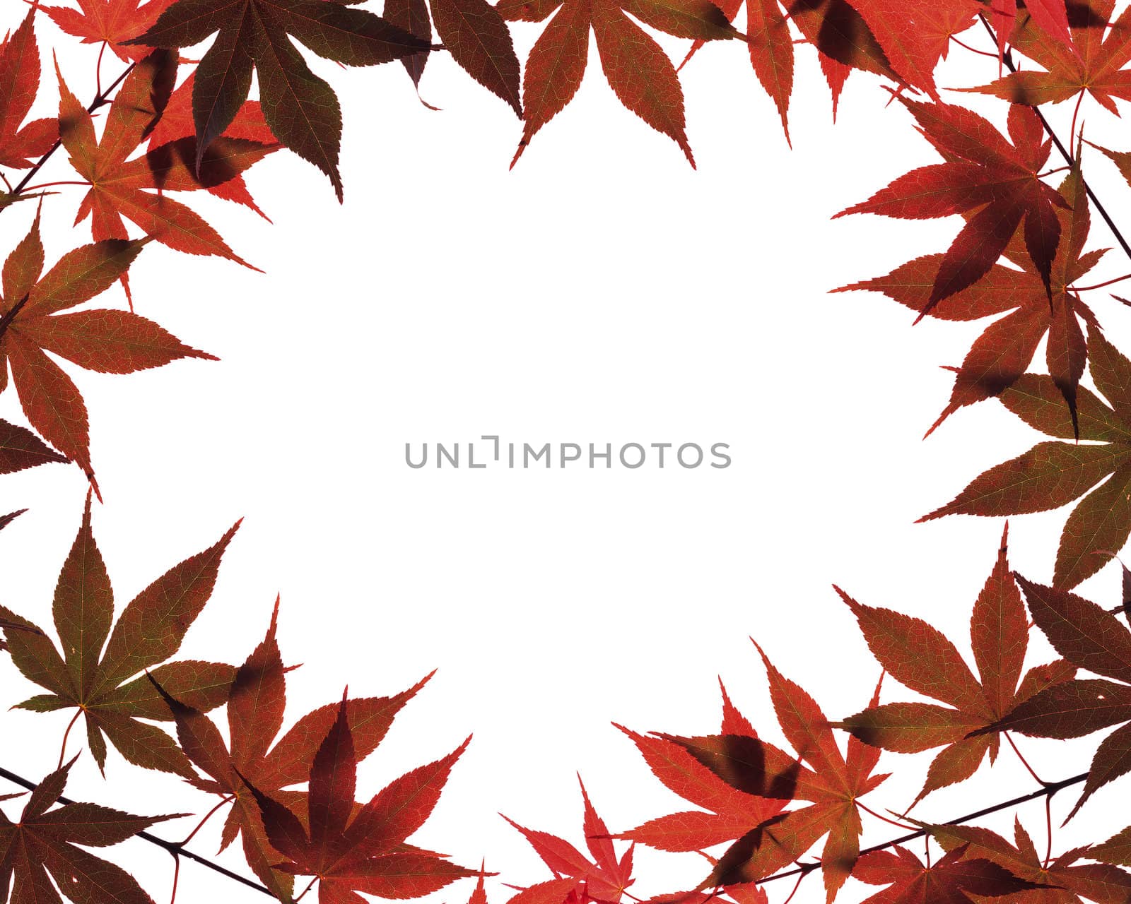 Autumn leaves