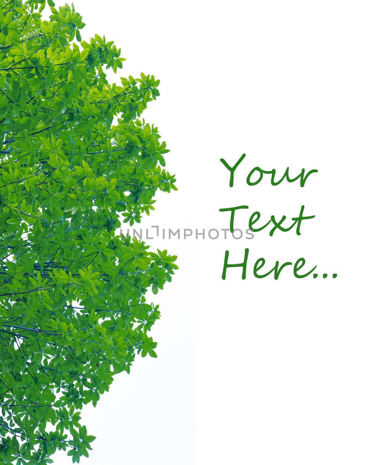 Frame from green leafs isolated on white background with space for text.