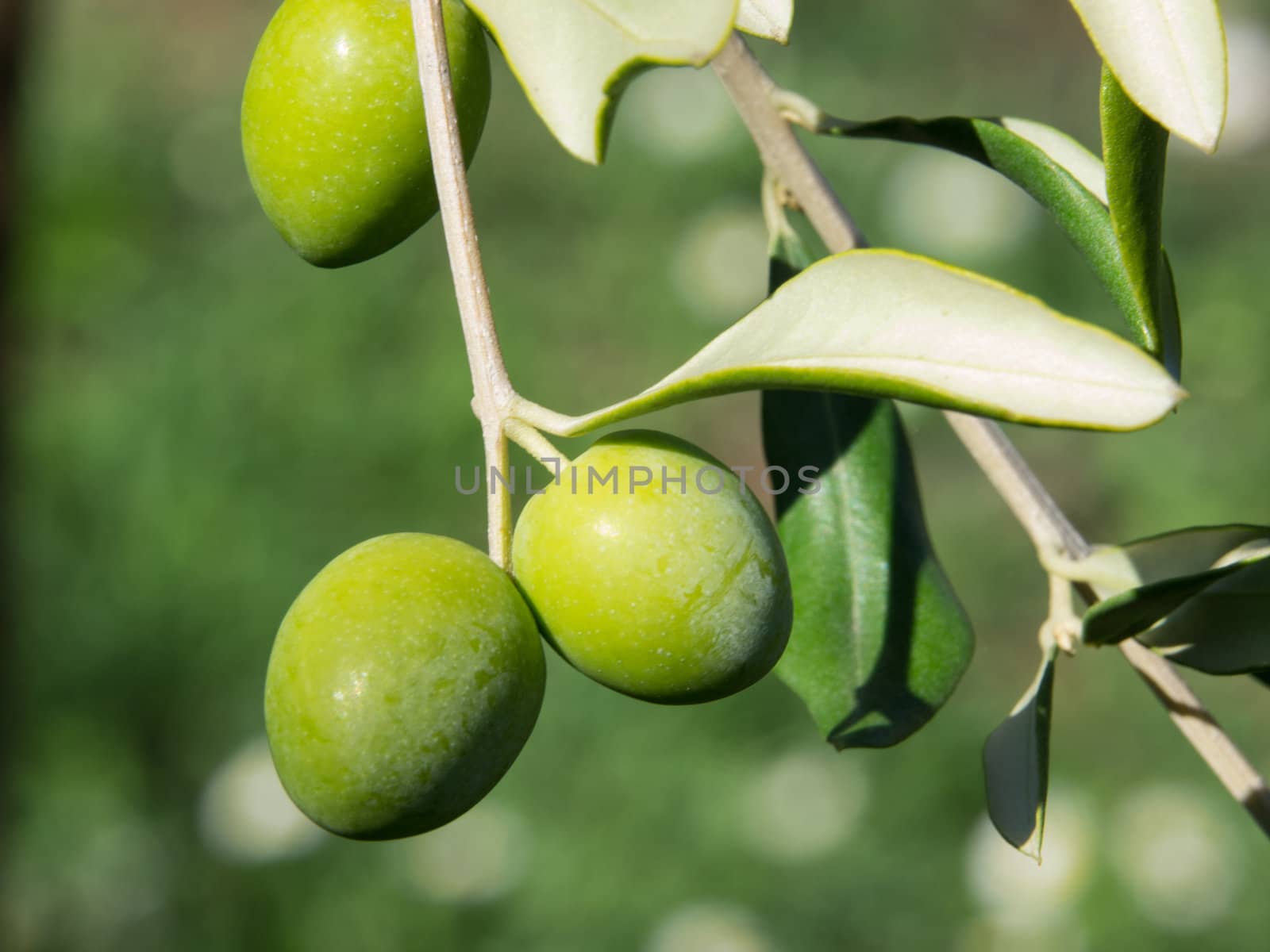 green olives on the branch