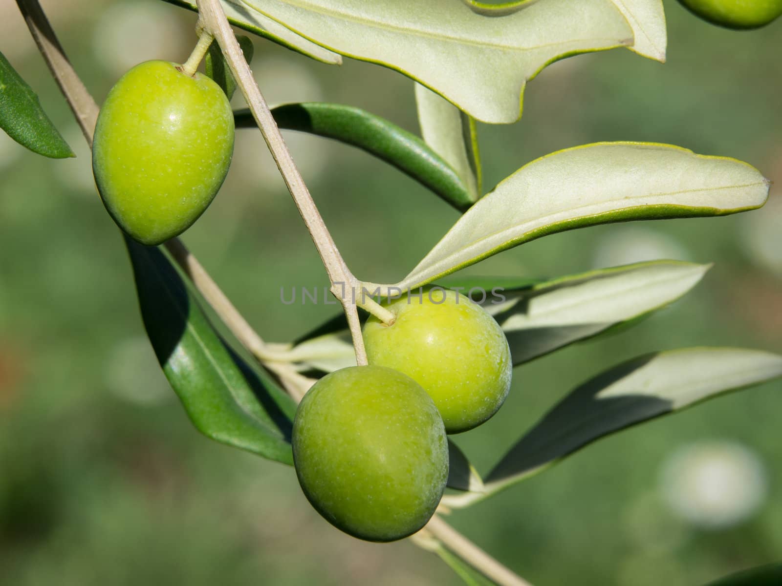 green organic olives on the tree