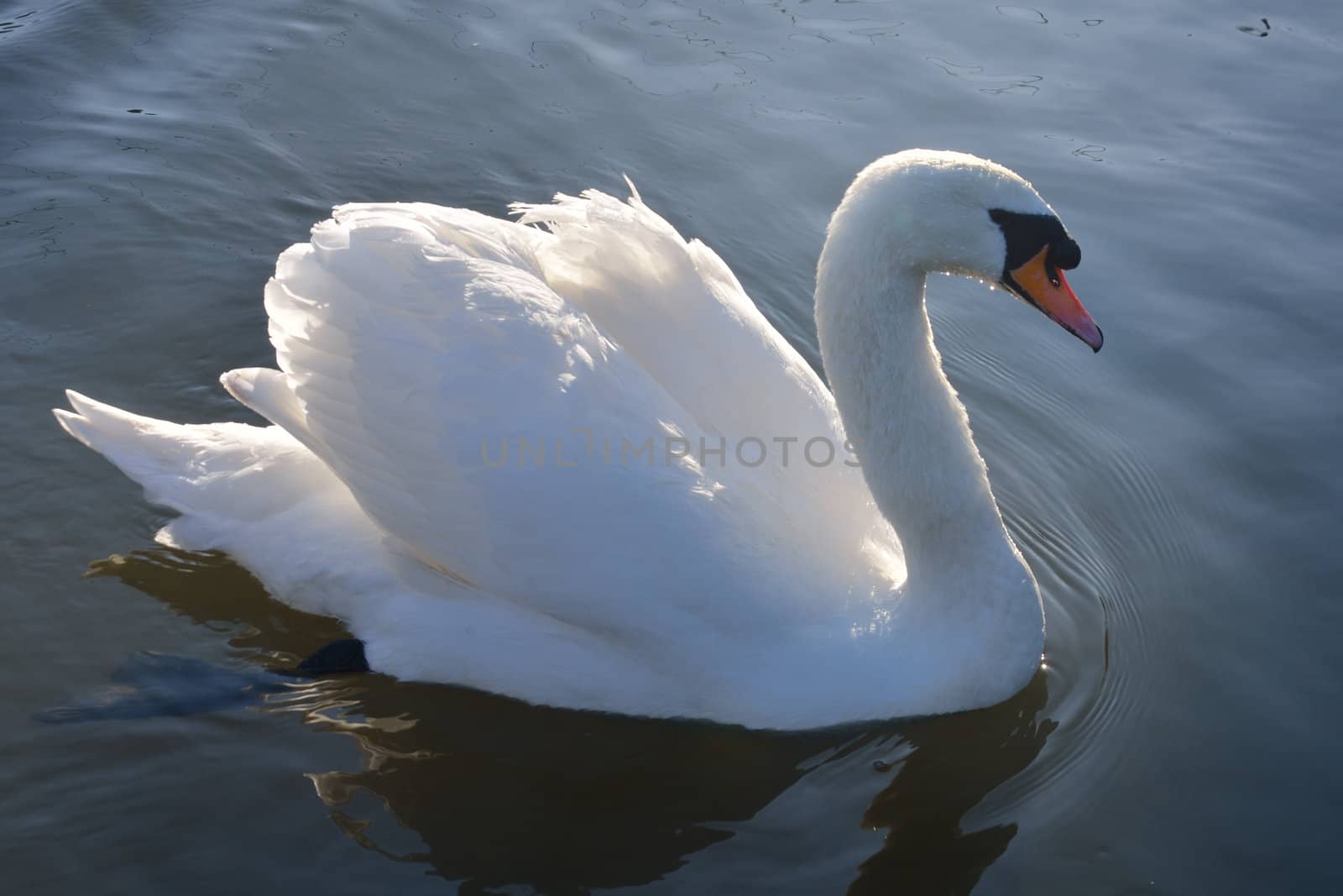 White swan in lake by pauws99