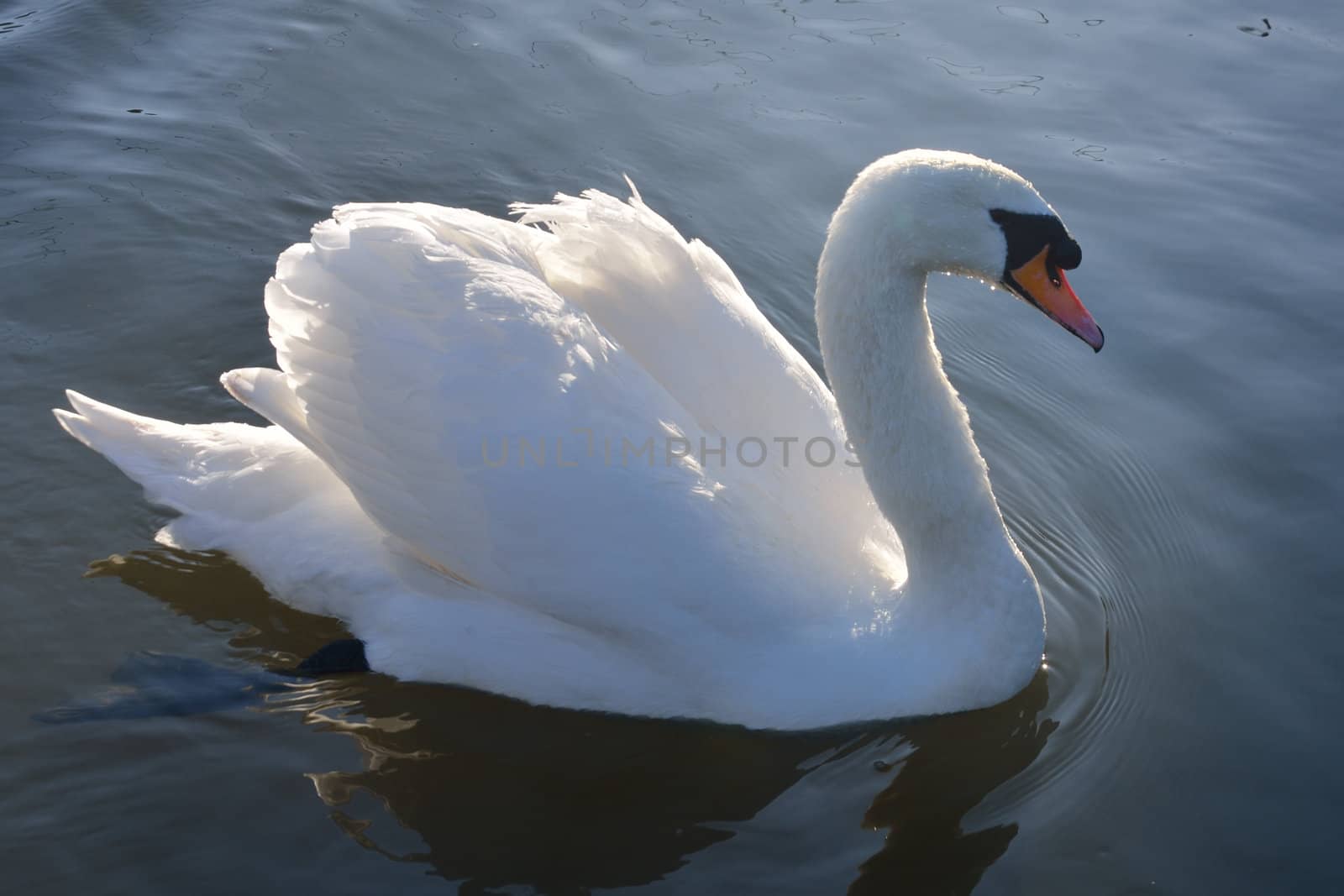 White swan in lake