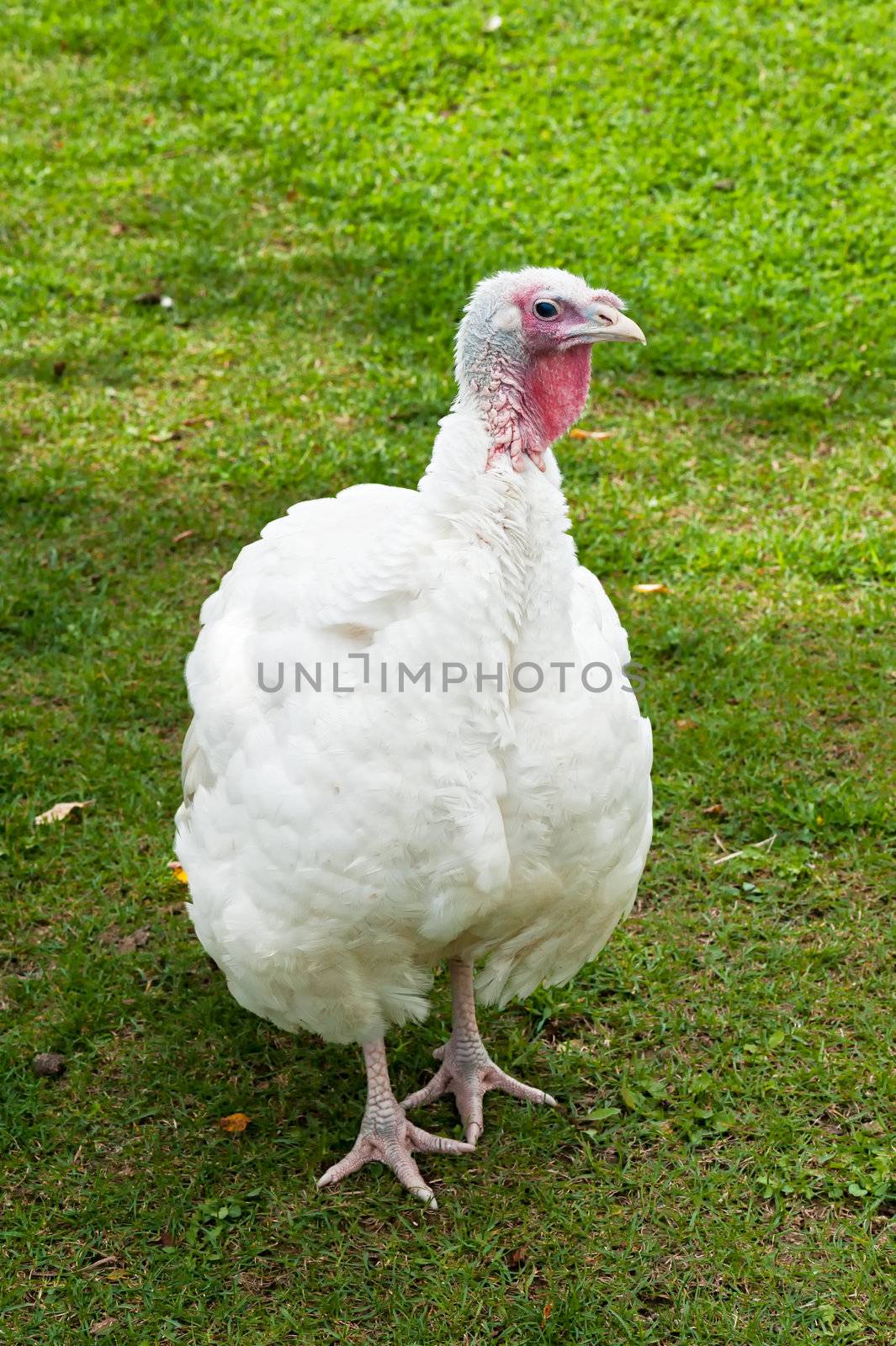 White Turkey on green lawn nice isolated