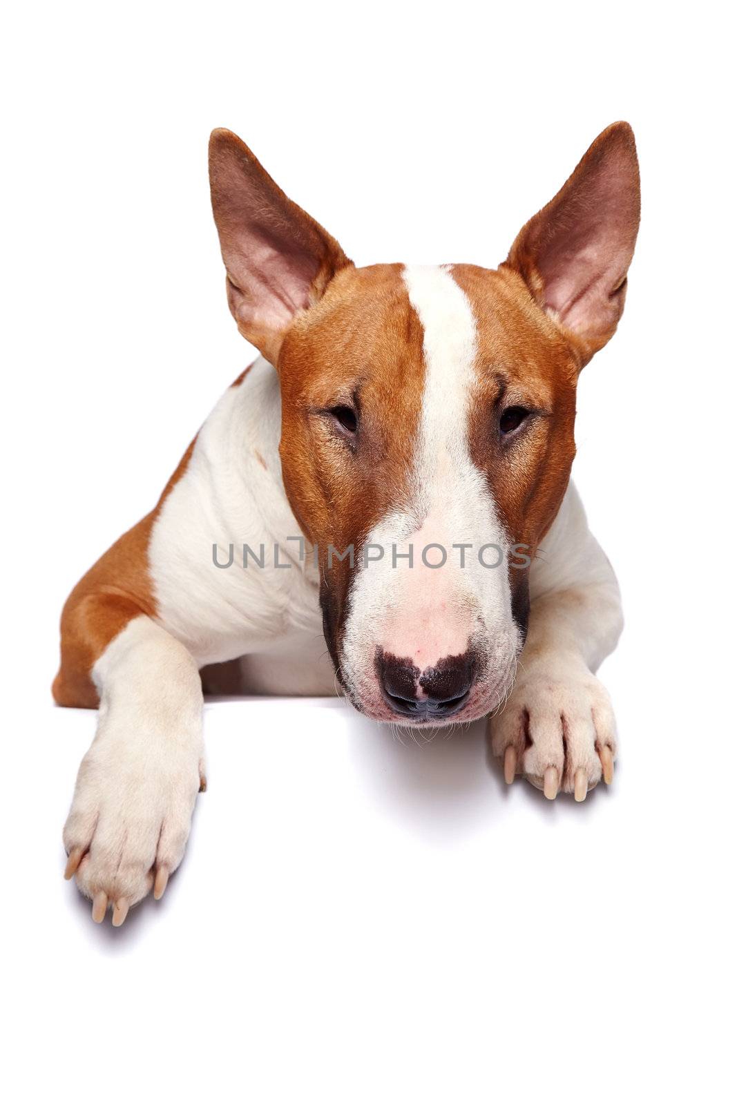 Portrait of a bull terrier on a white background