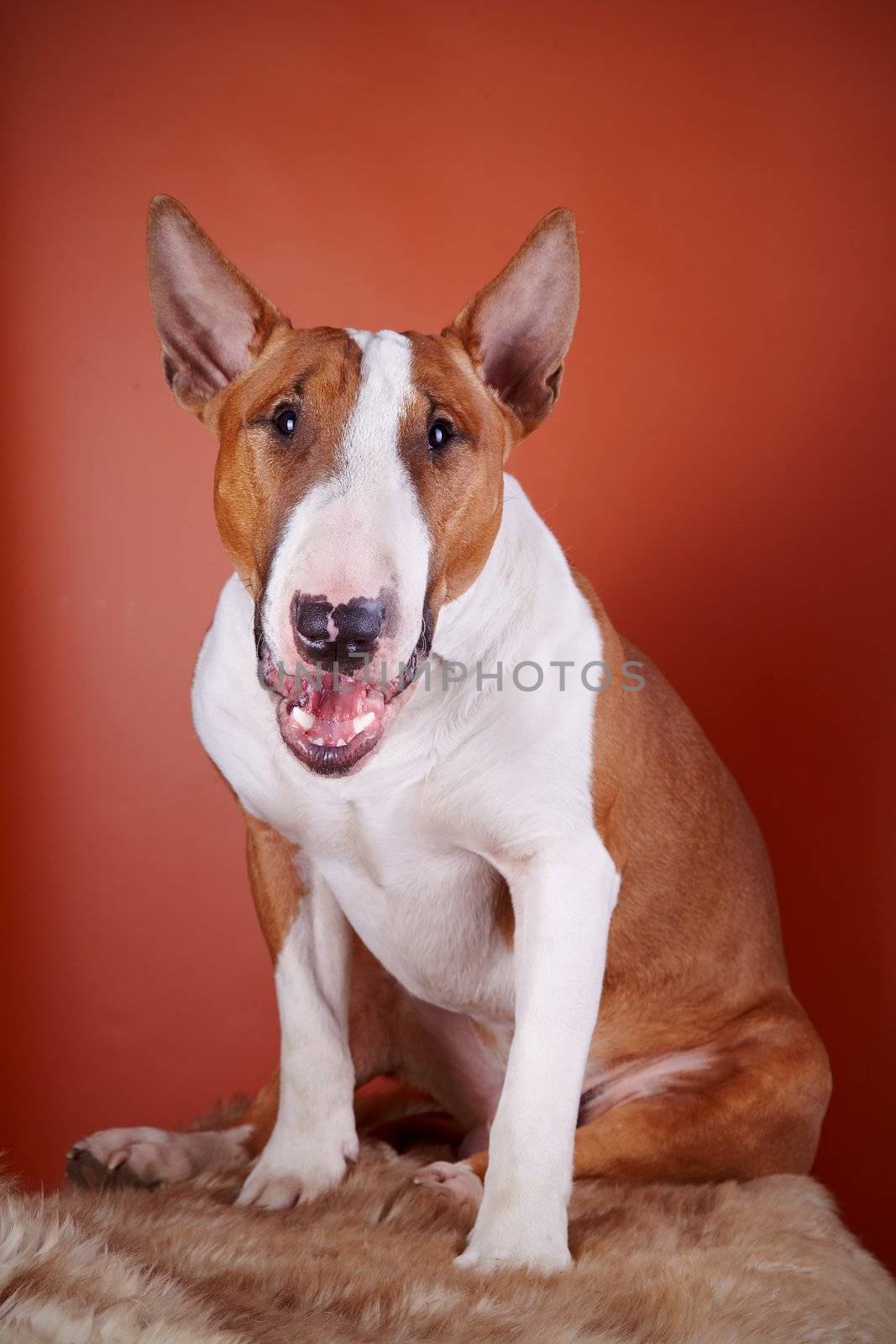 Portrait of a bull terrier on a red background