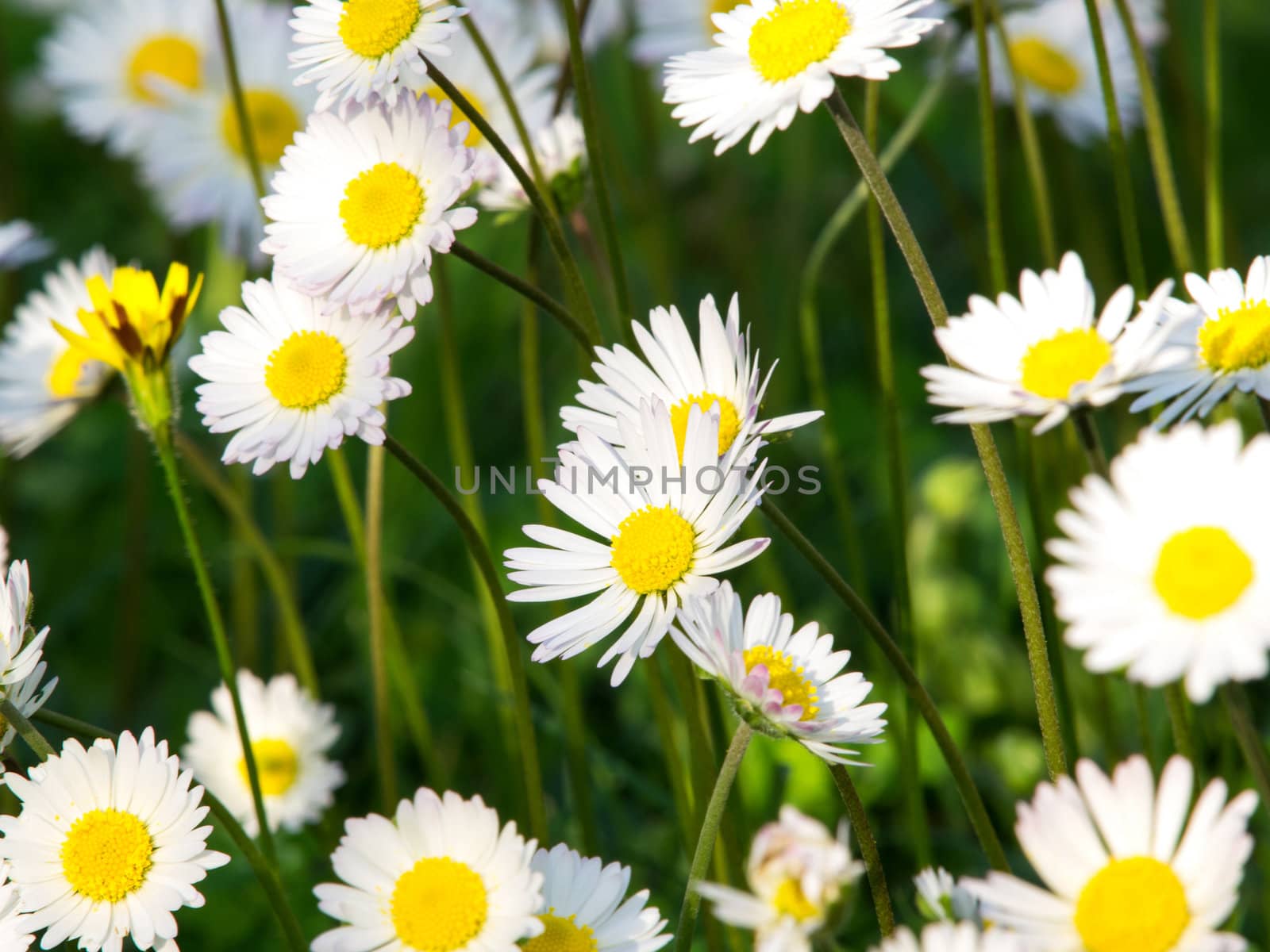 daisy flowers on the field