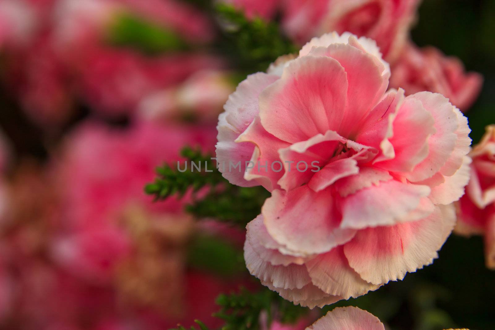 Pink flowers in a vase by wasan_gredpree