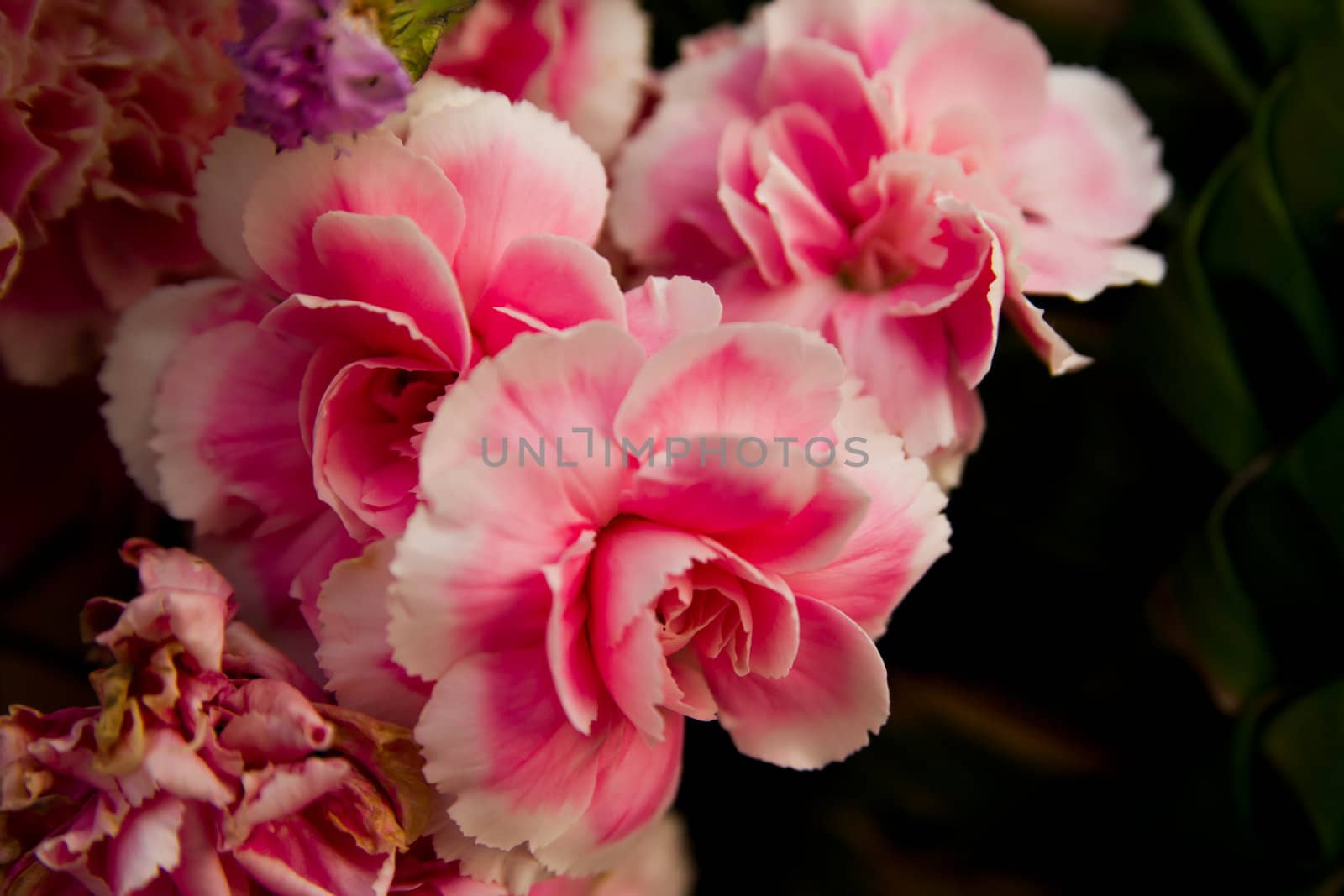 pink flowers in a vase by wasan_gredpree