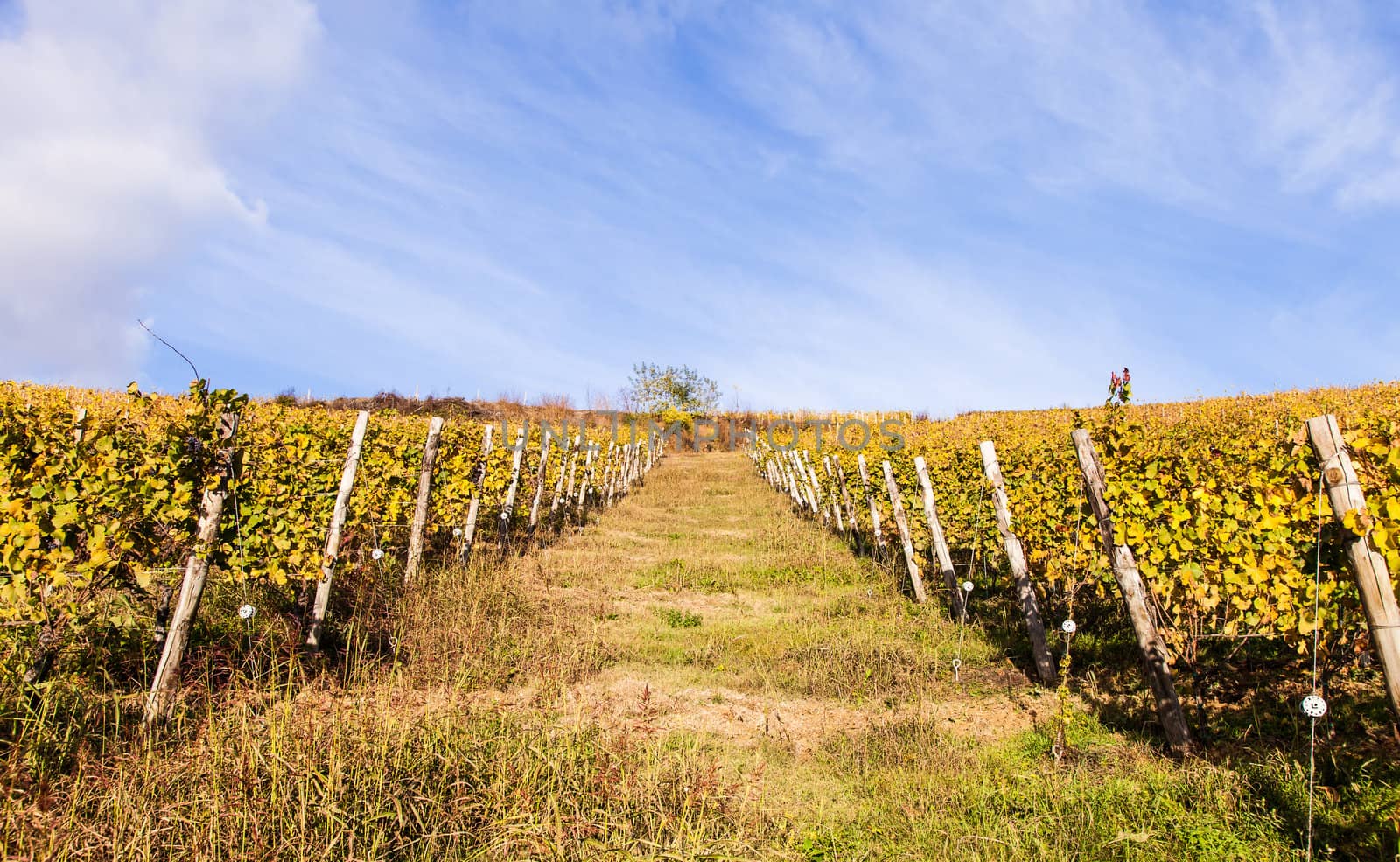 Piemonte Region, Italy: vineyard during autumn season
