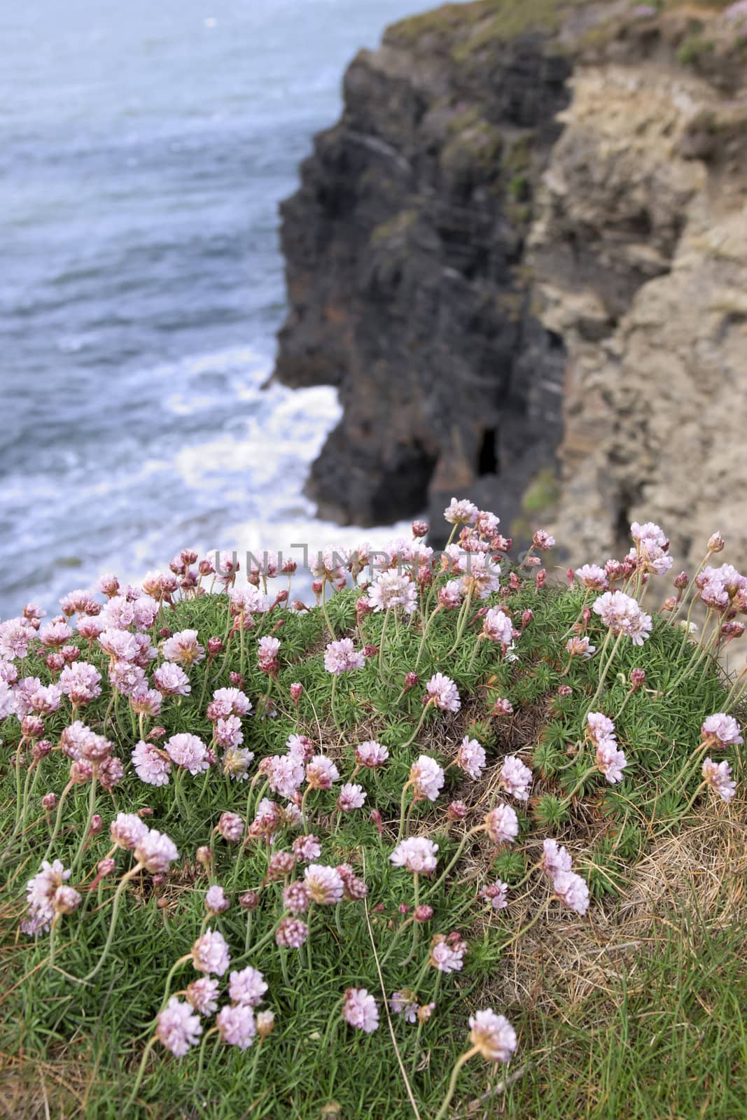 irish wildflowers on the cliffs edge in county Kerry Ireland