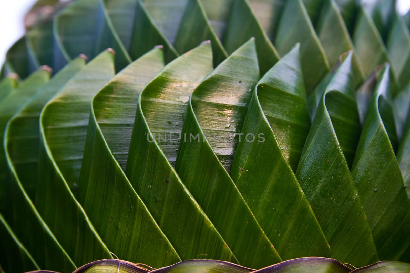 green leaf decoration background, Thailand.