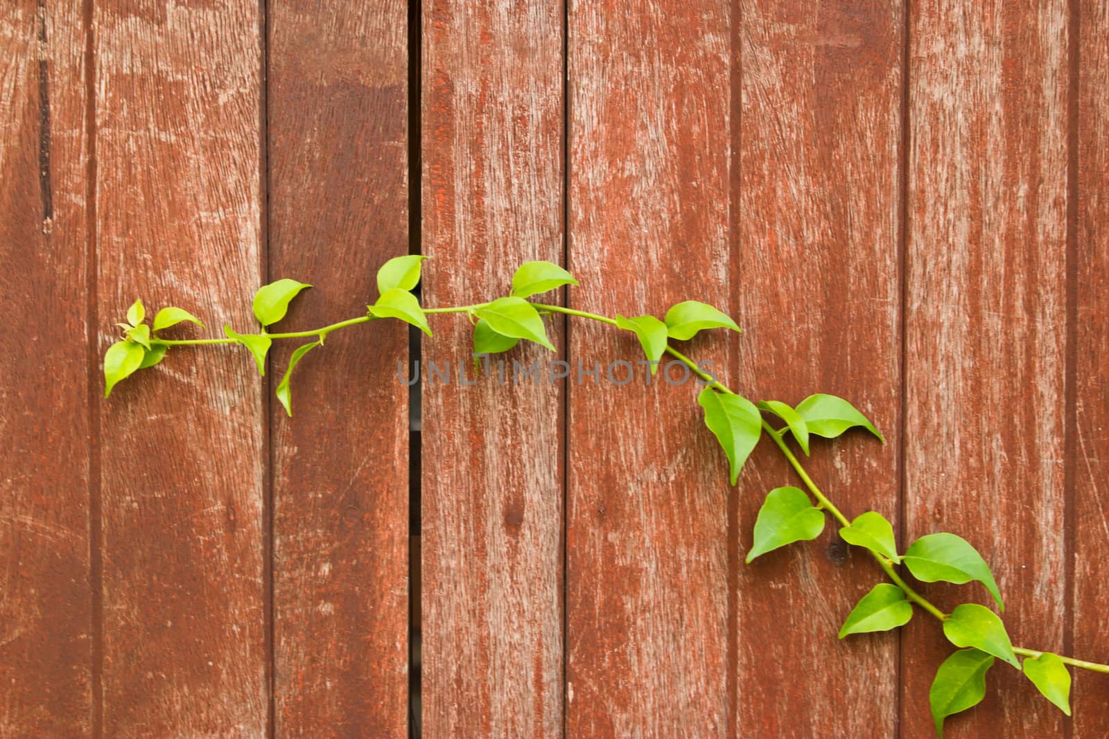 abstract grunge wood texture background