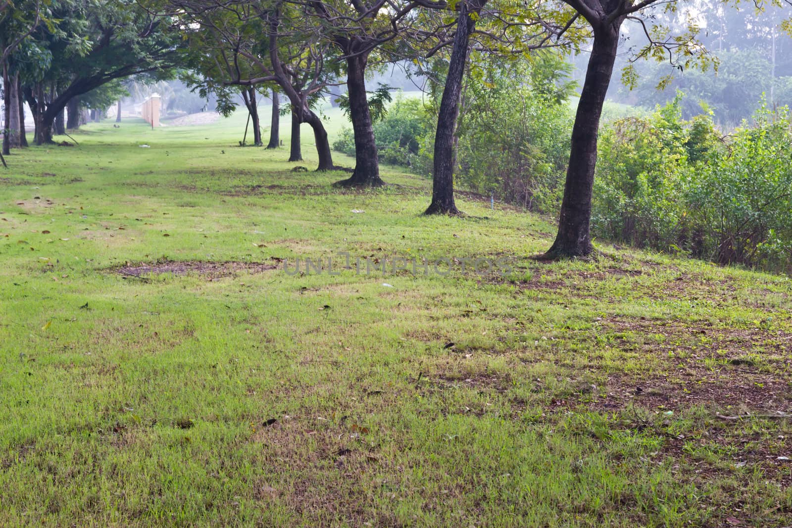 green trees in park and sunlight  by wasan_gredpree