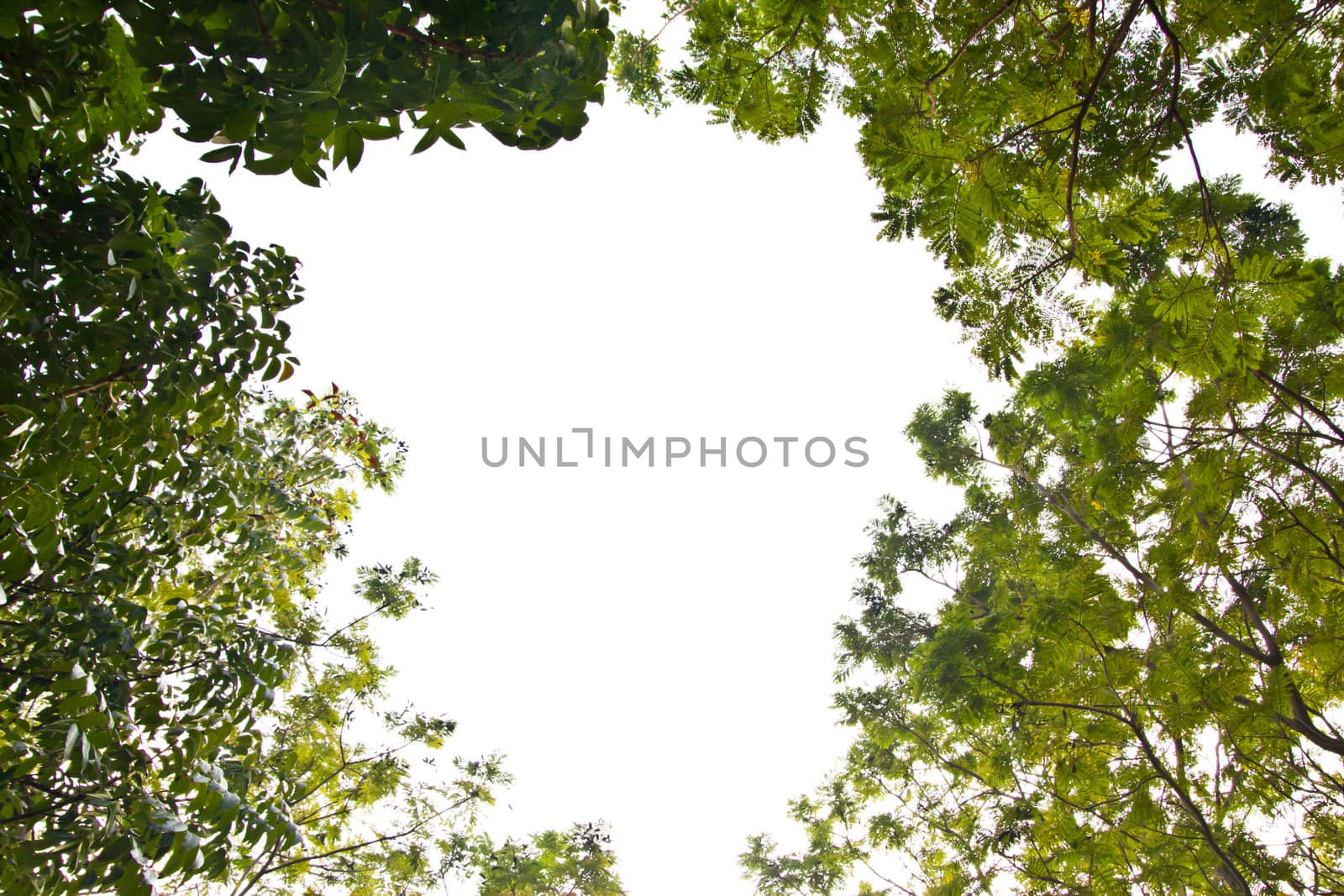 green leaf isolated on white background