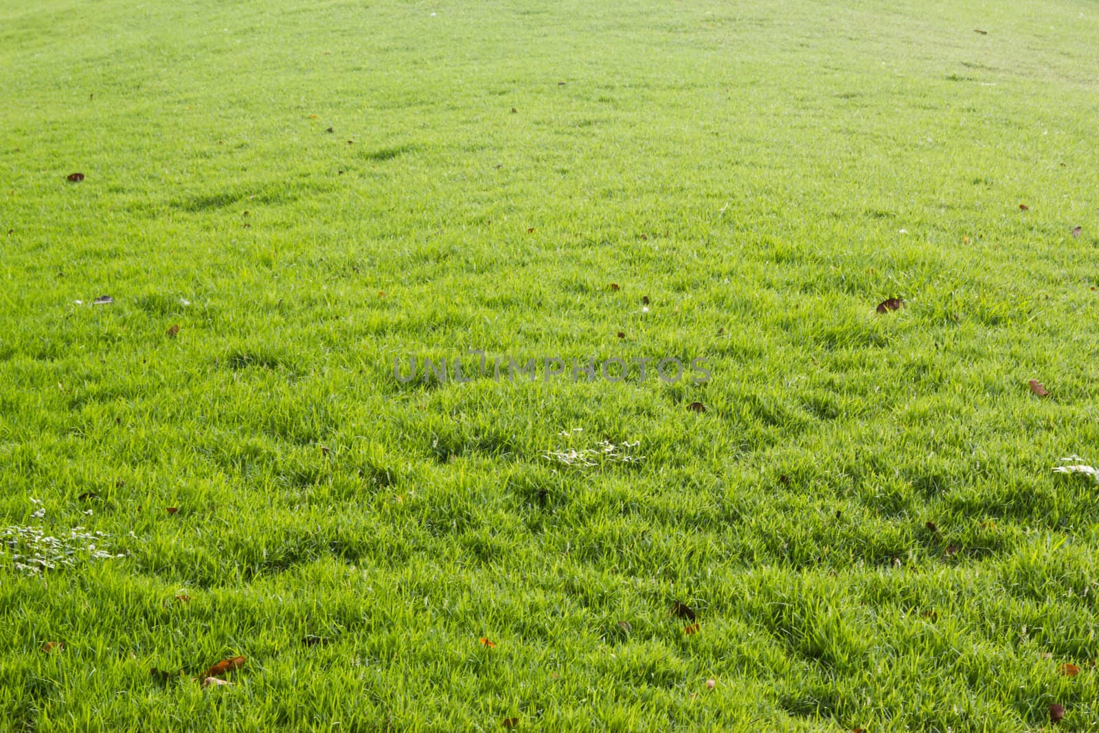 Peaceful Garden with a Freshly Mown Lawn