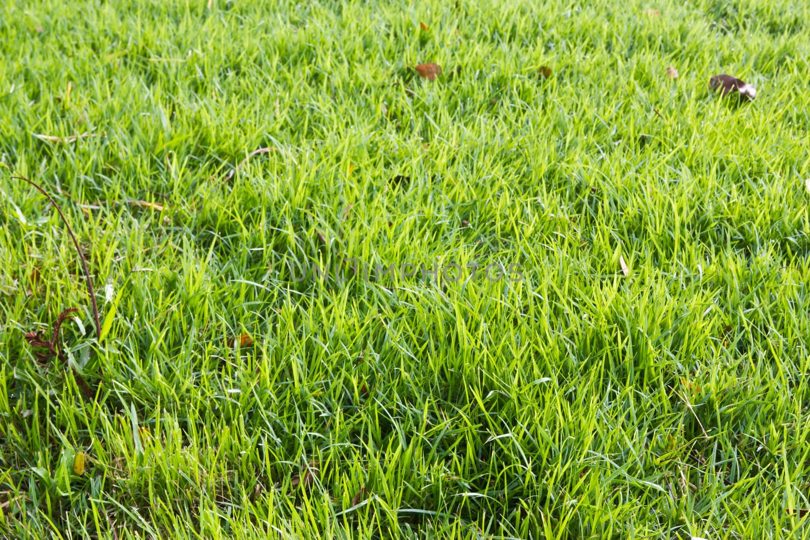 peaceful Garden with a Freshly Mown Lawn