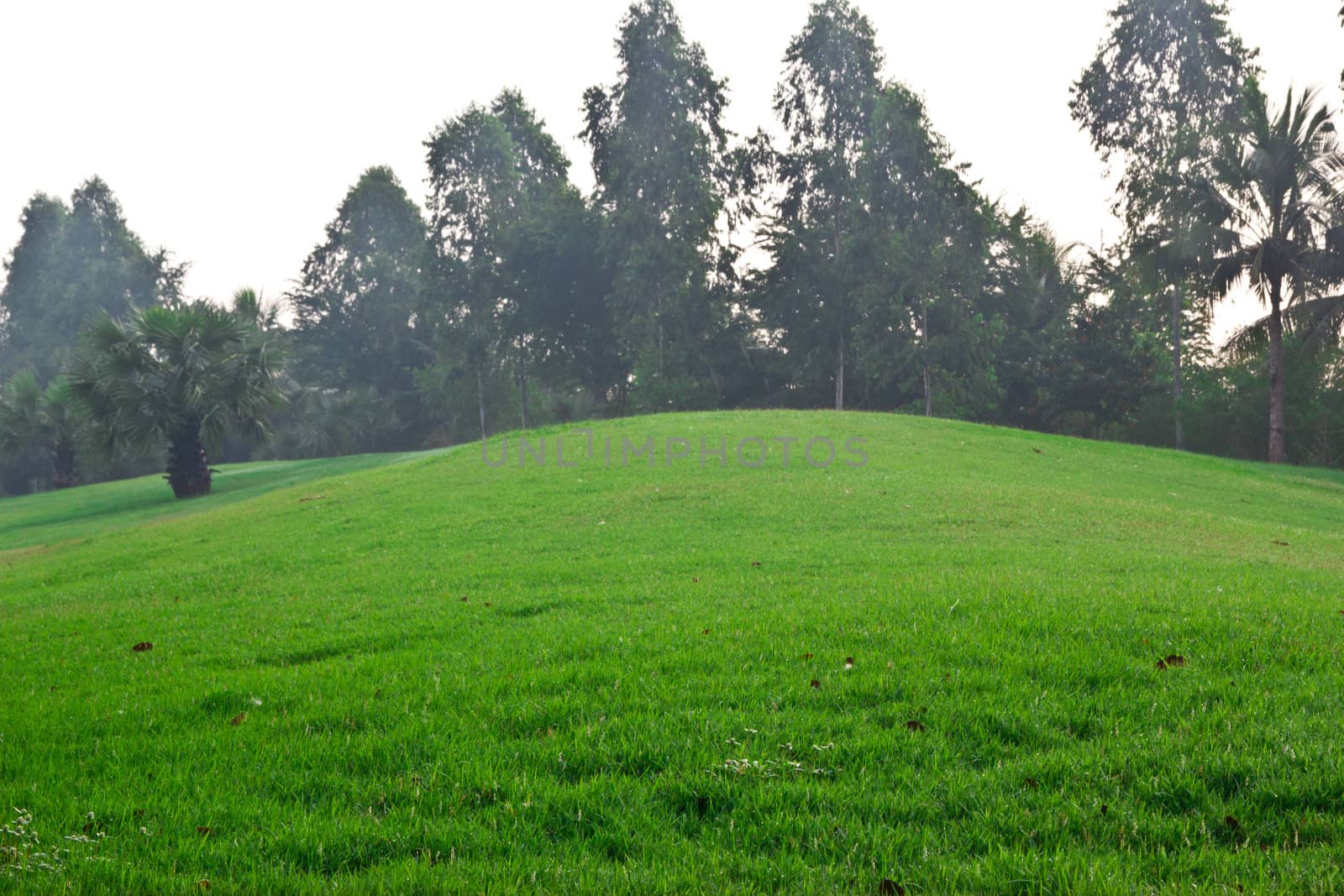 peaceful Garden with a Freshly Mown Lawn  by wasan_gredpree