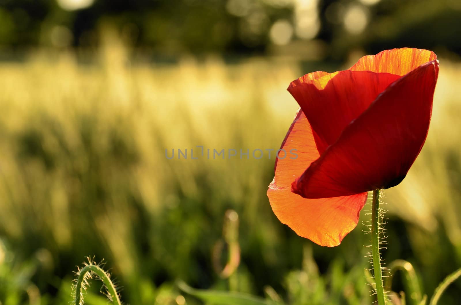 The photo shows a poppy flower on a blurred background of grain growing in a field.