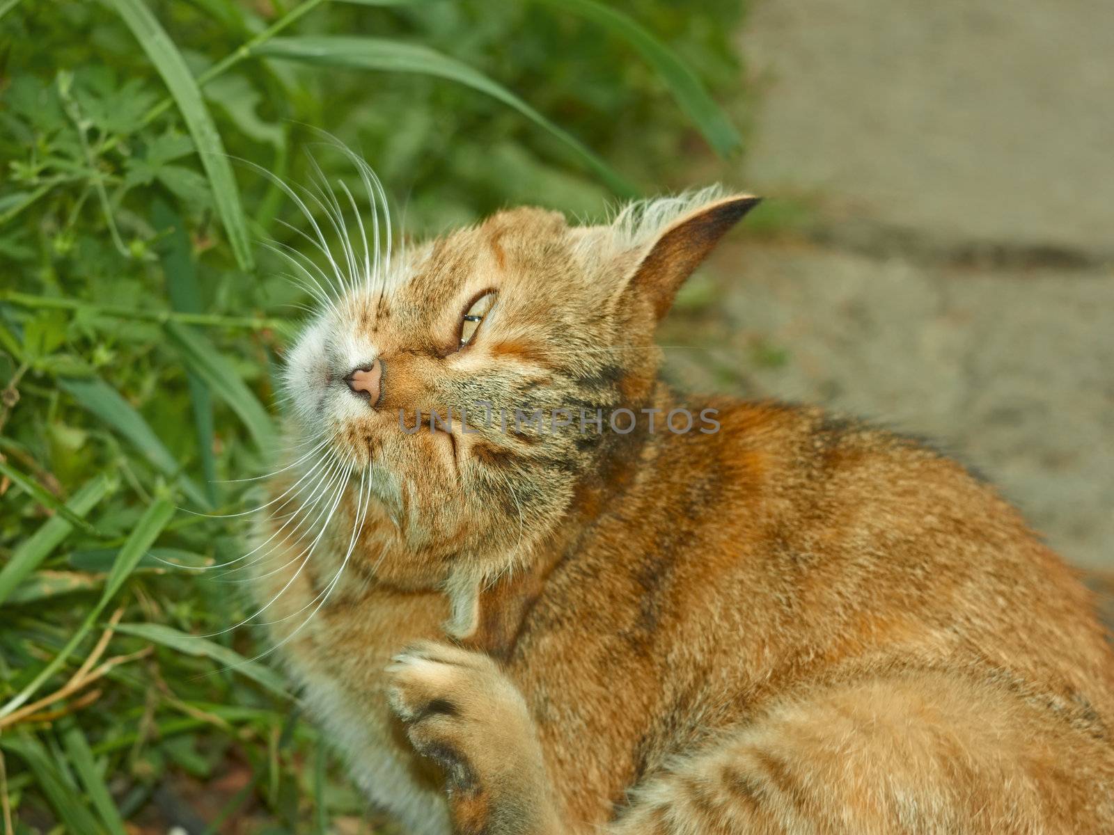 Striped pussy scratching fleas outdoors against green summer grass