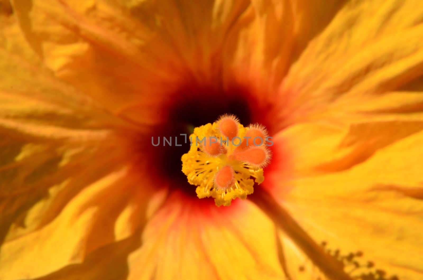 The photo shows the rod hibiscus flower on blurred background of colored petals.