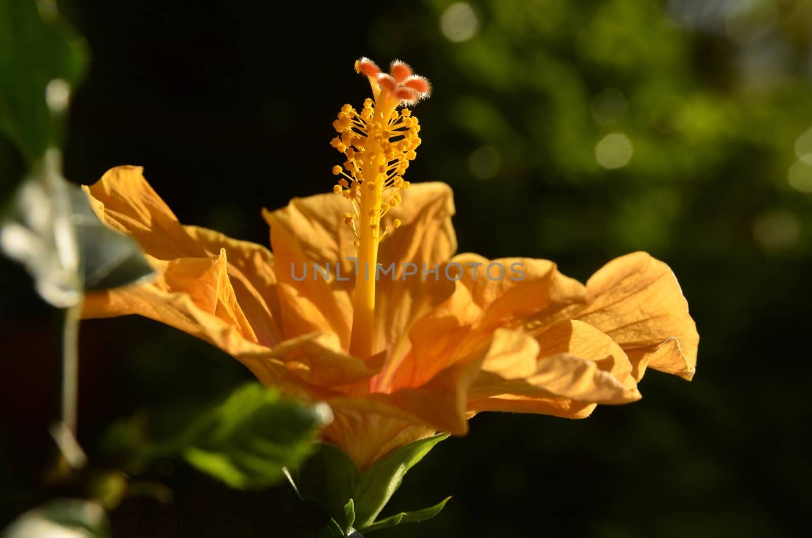 The photo shows the rod hibiscus flower on dark background.