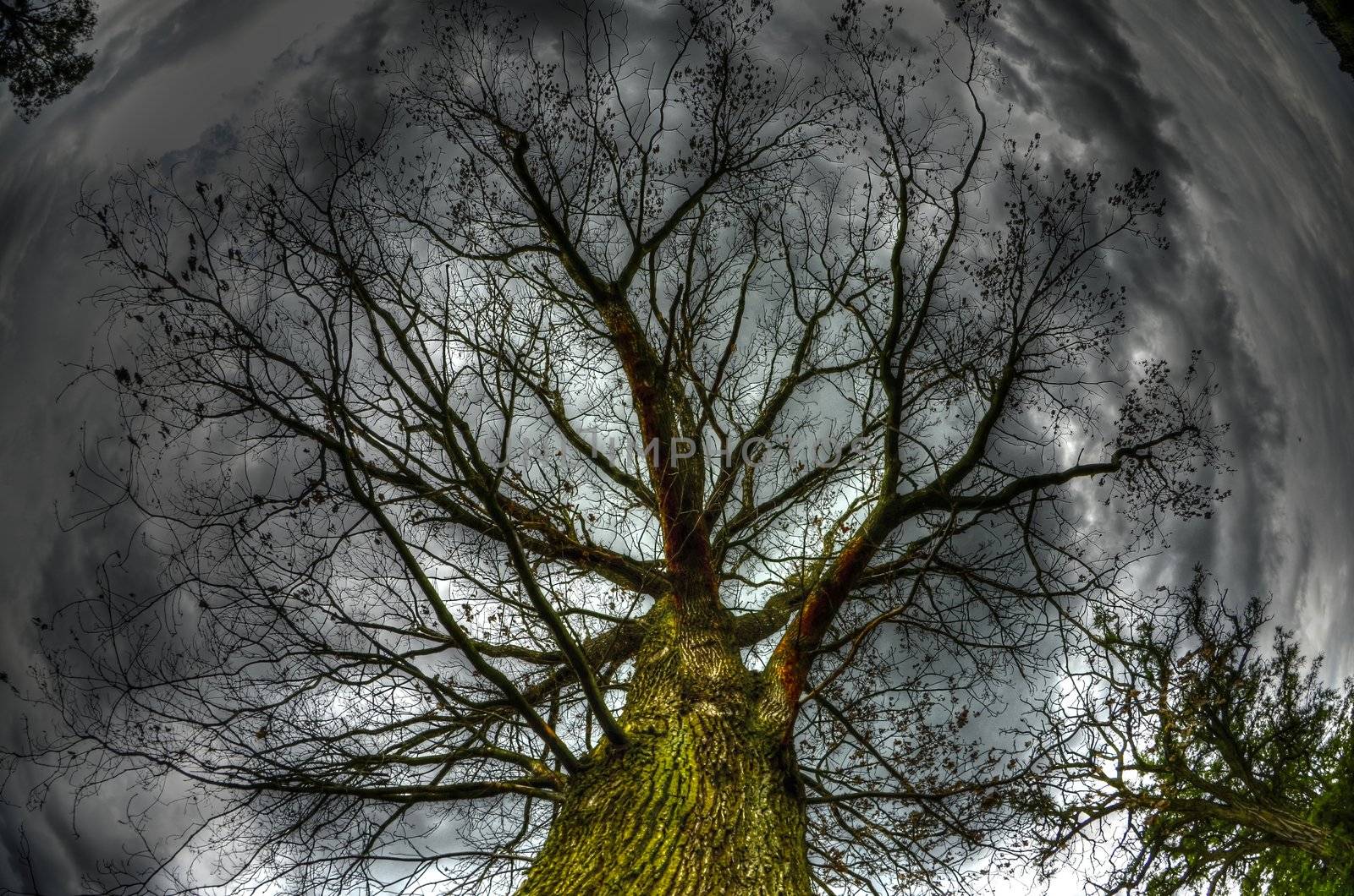 The photo shows an old oak crown in the rain, on a background of dark storm clouds.