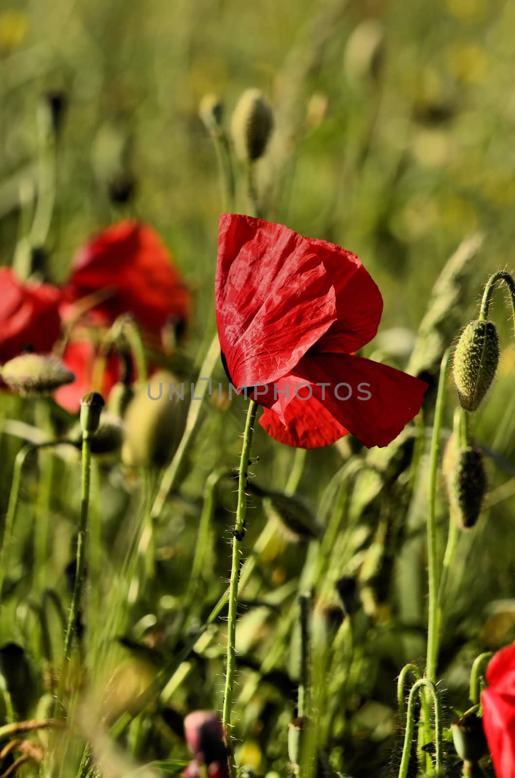 The photo shows a poppy flower on a blurred background of grain growing in a field.