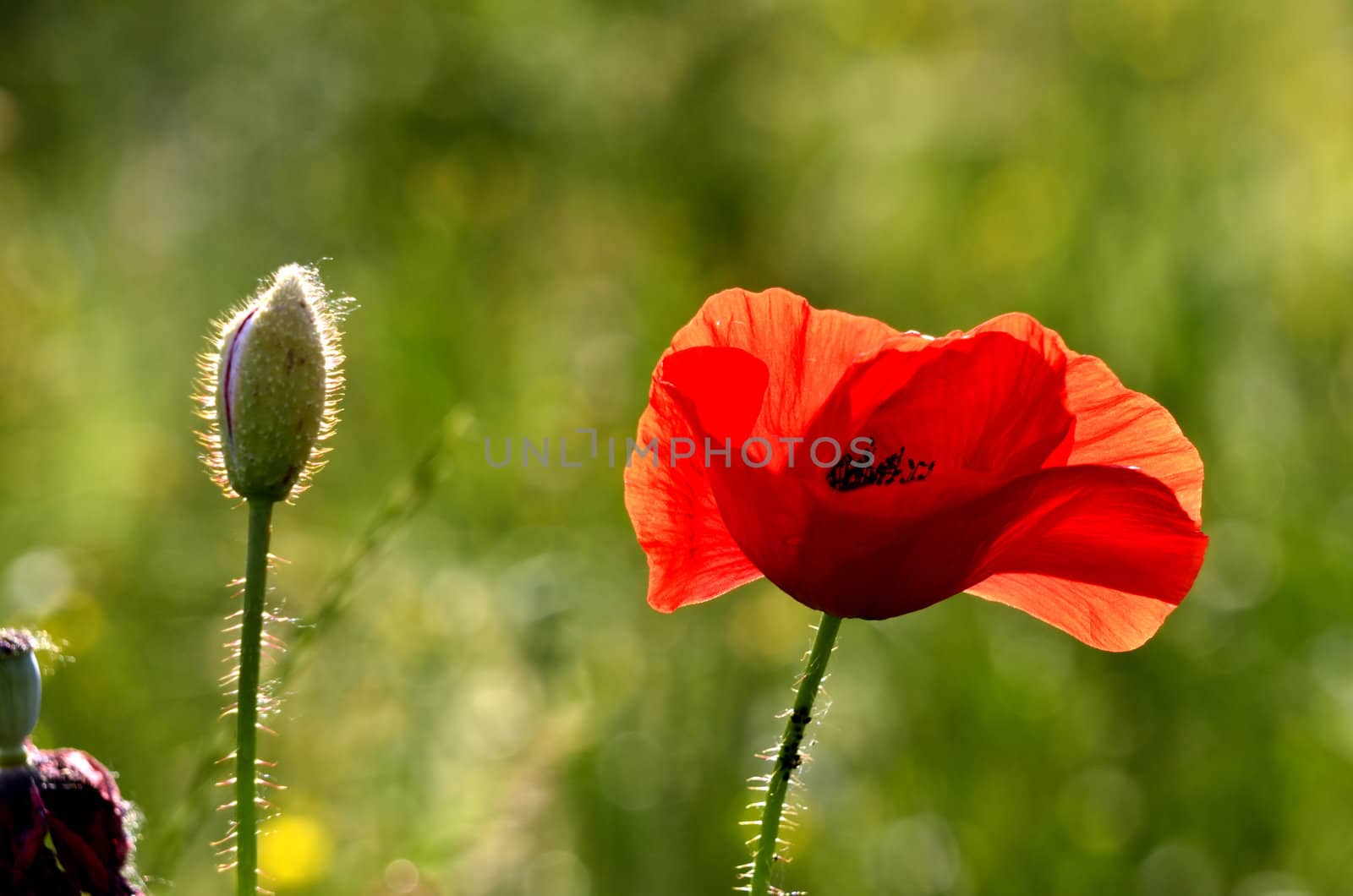 The photo shows a poppy flower on a blurred background of grain growing in a field.