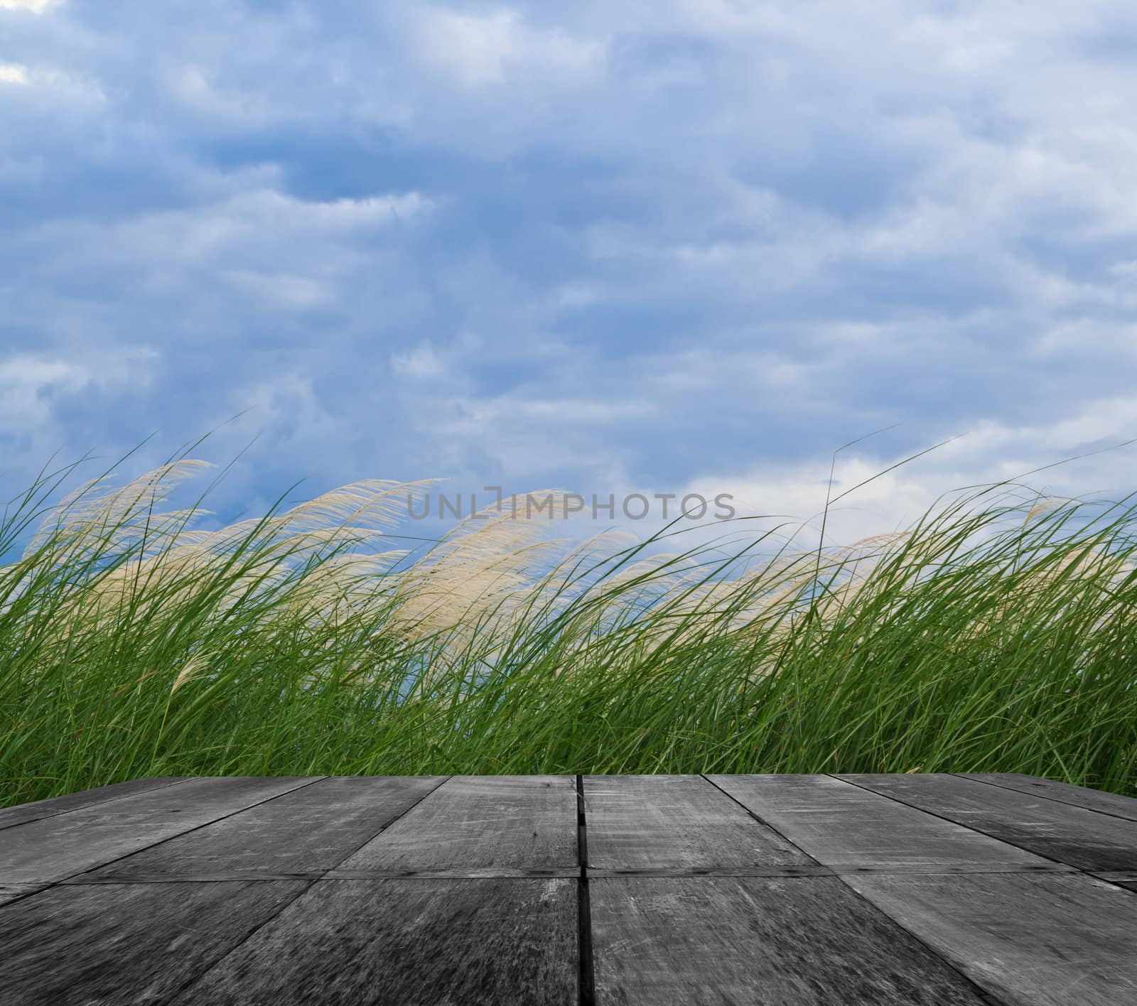 grass and cloudy sky by wasan_gredpree