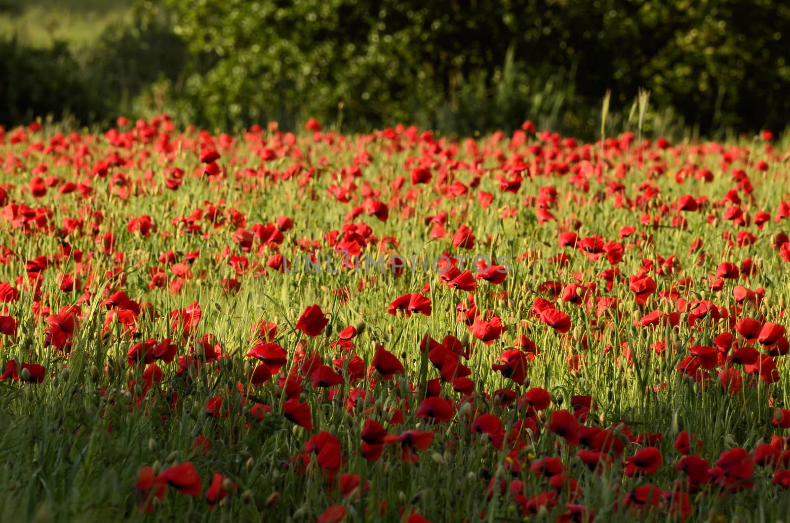The photo shows a poppy flower on a blurred background of grain growing in a field.