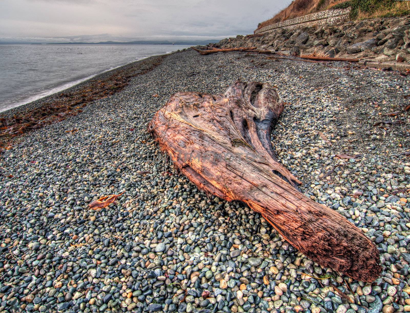 Drift wood on pebble beach along the shoreline in Victoria, British Columbia, Canada.